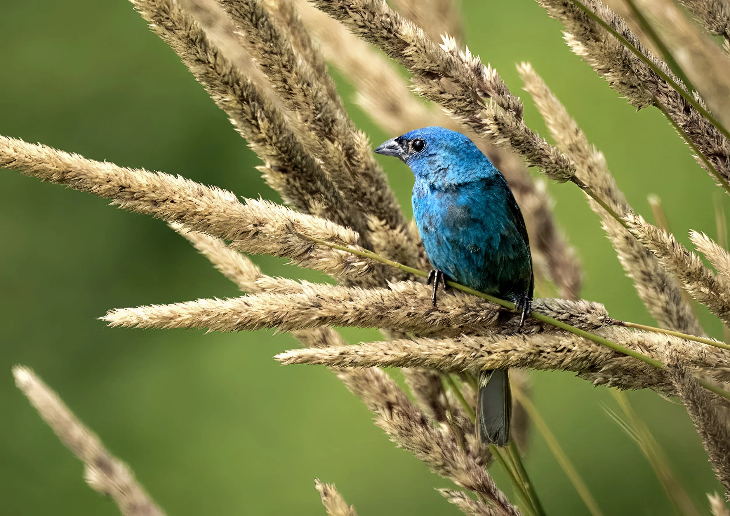 A blue bird perched on beige grass-like plants with a green background.