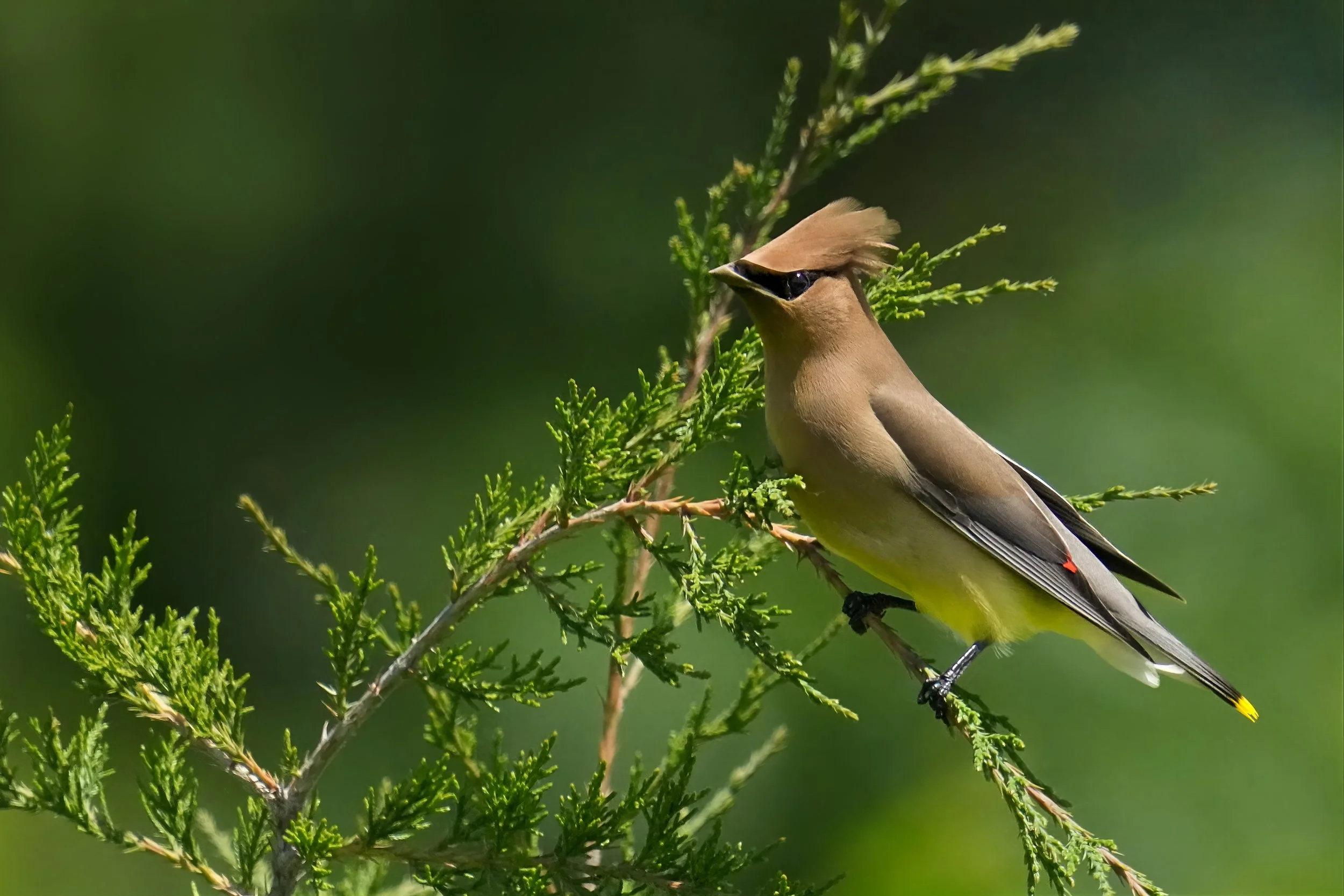 A bird perched on a green leafy branch, with brown and black plumage and a yellow tip on its tail, set against a blurred green background.