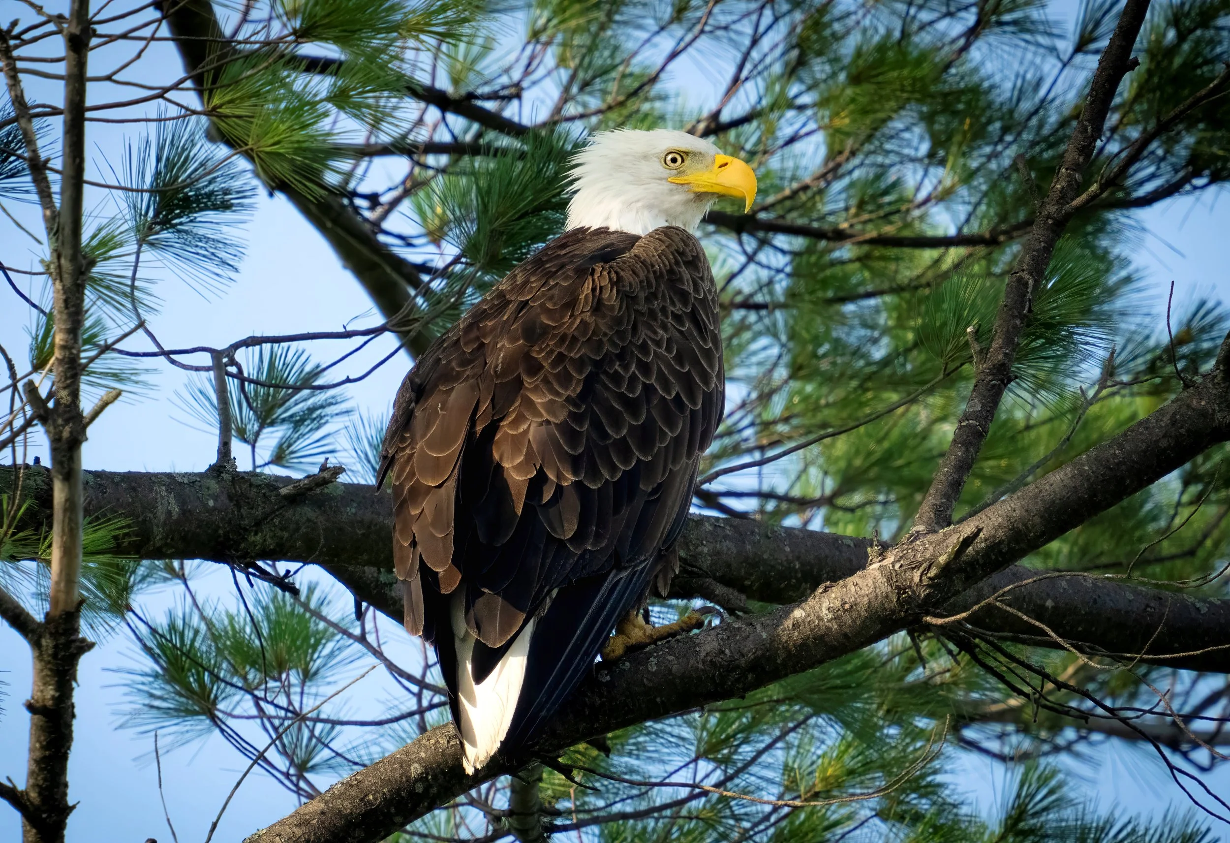 A bald eagle perched on a tree branch among green pine needles, facing to the right with a yellow beak and white head.