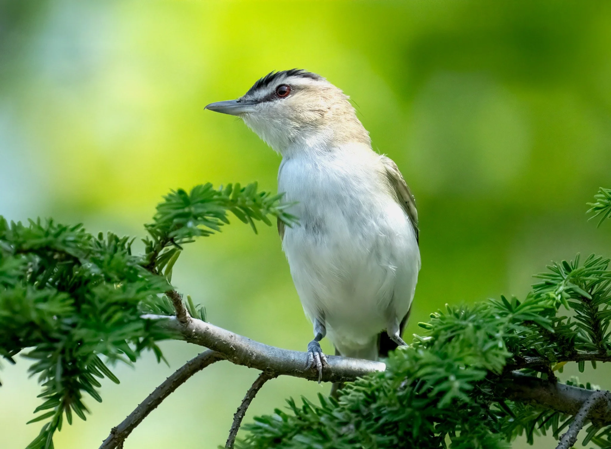 A bird perched on a tree branch surrounded by green foliage with a blurred green background.