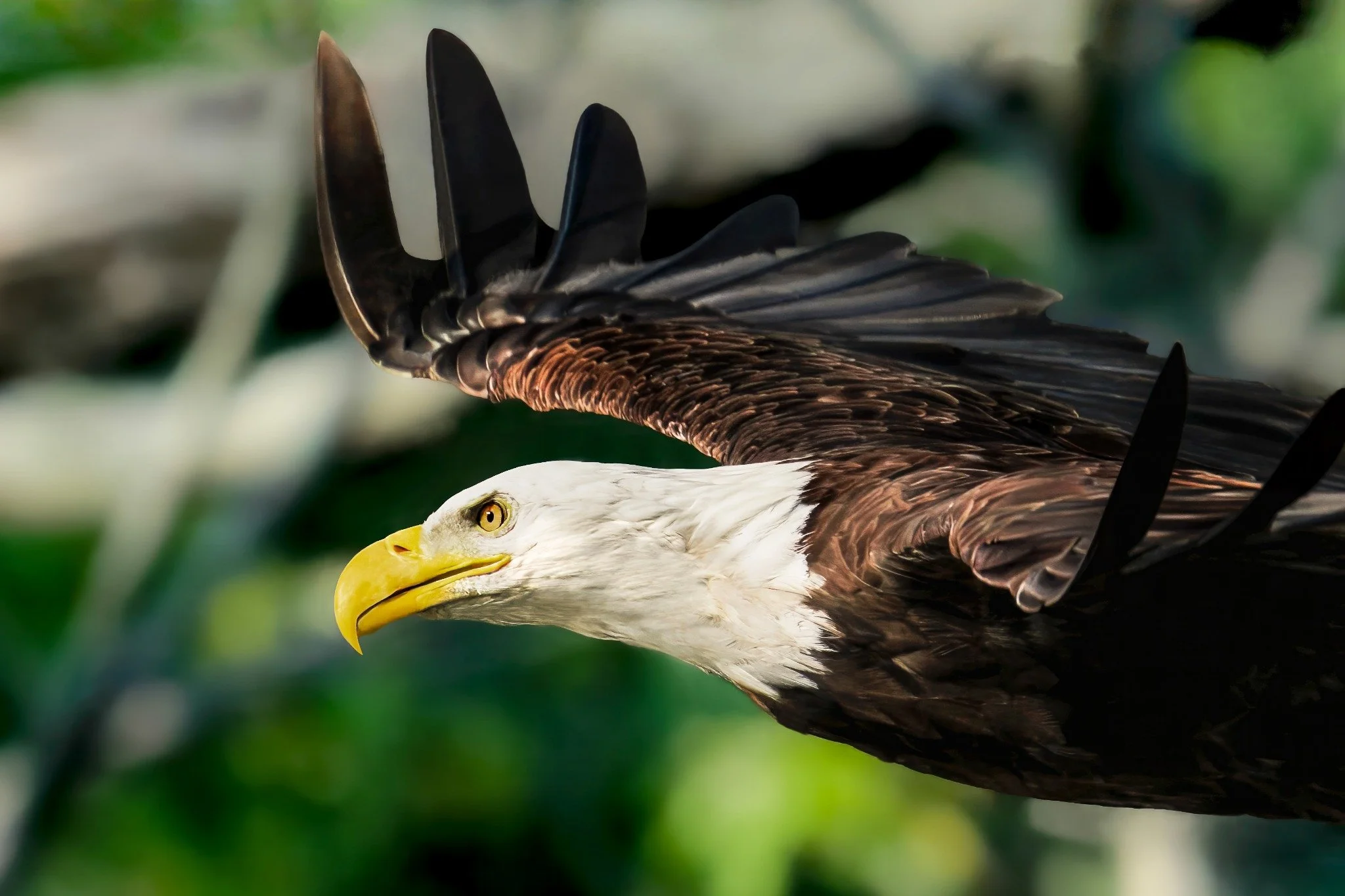 Close-up of a bald eagle with a white head and yellow beak, surrounded by green foliage.
