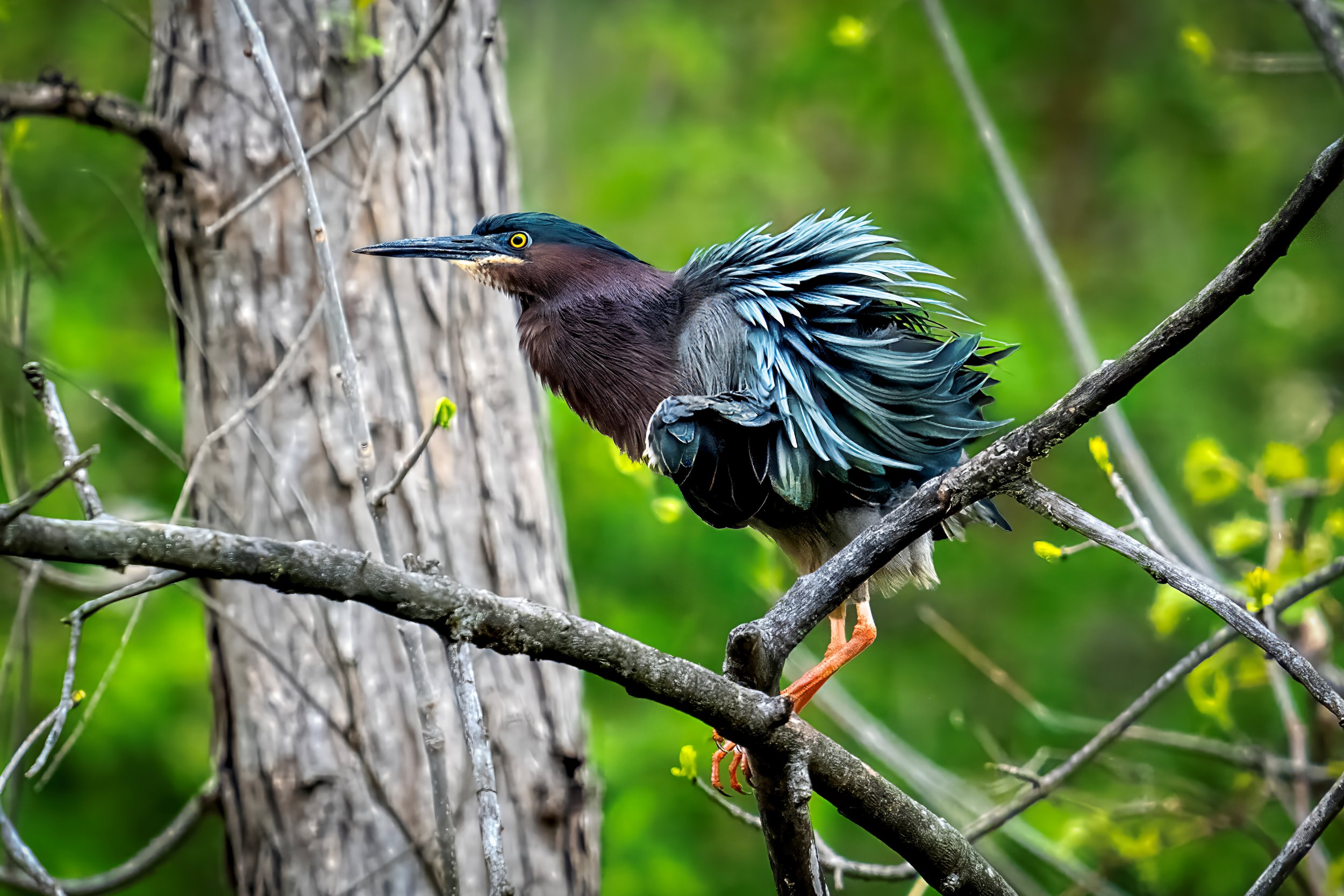 A colorful bird with dark brown and blue feathers perched on a tree branch in a lush green forest.