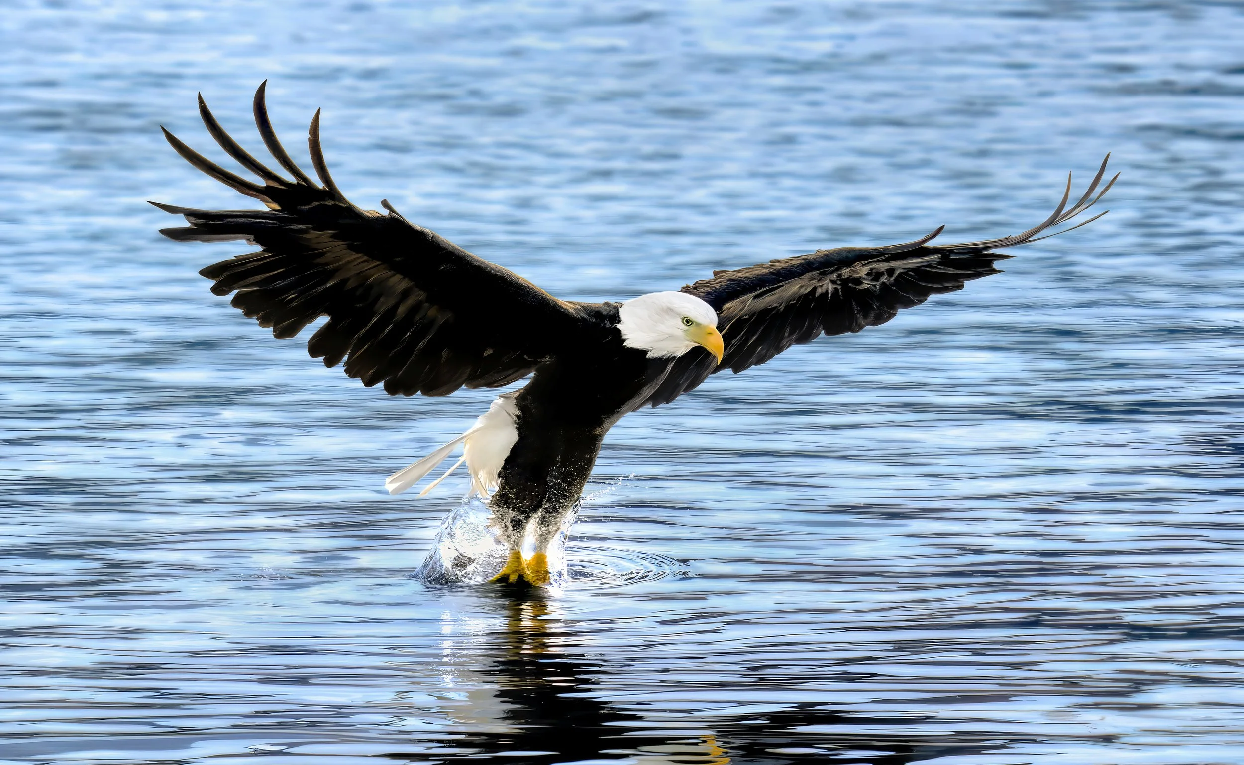 A bald eagle taking off from the water with wings outstretched, water splashing beneath it, and a blue sky in the background.