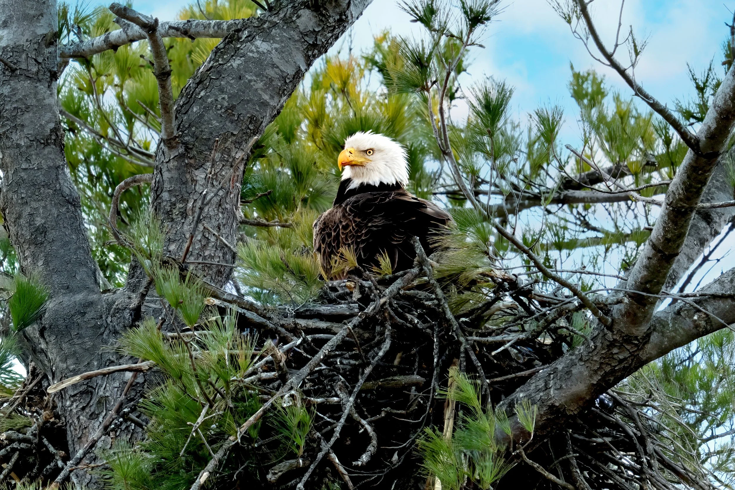 Close-up of a bald eagle sitting in a nest among tree branches with green leaves and a blue sky in the background.