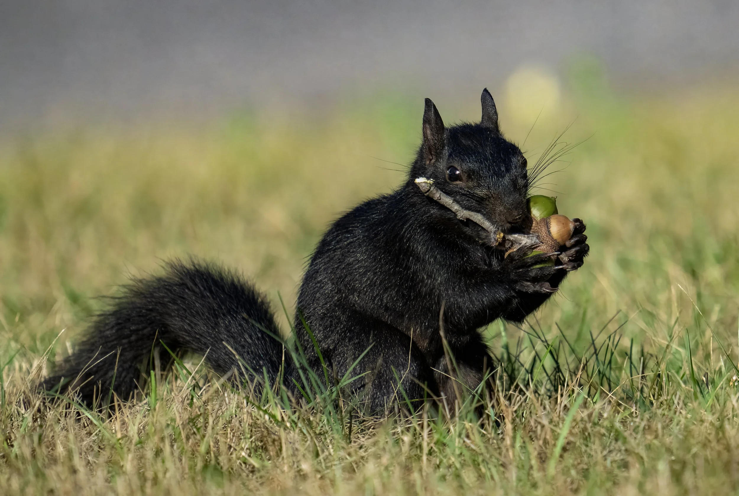 A black squirrel sitting on the grass, holding a nut with other nuts around its mouth.
