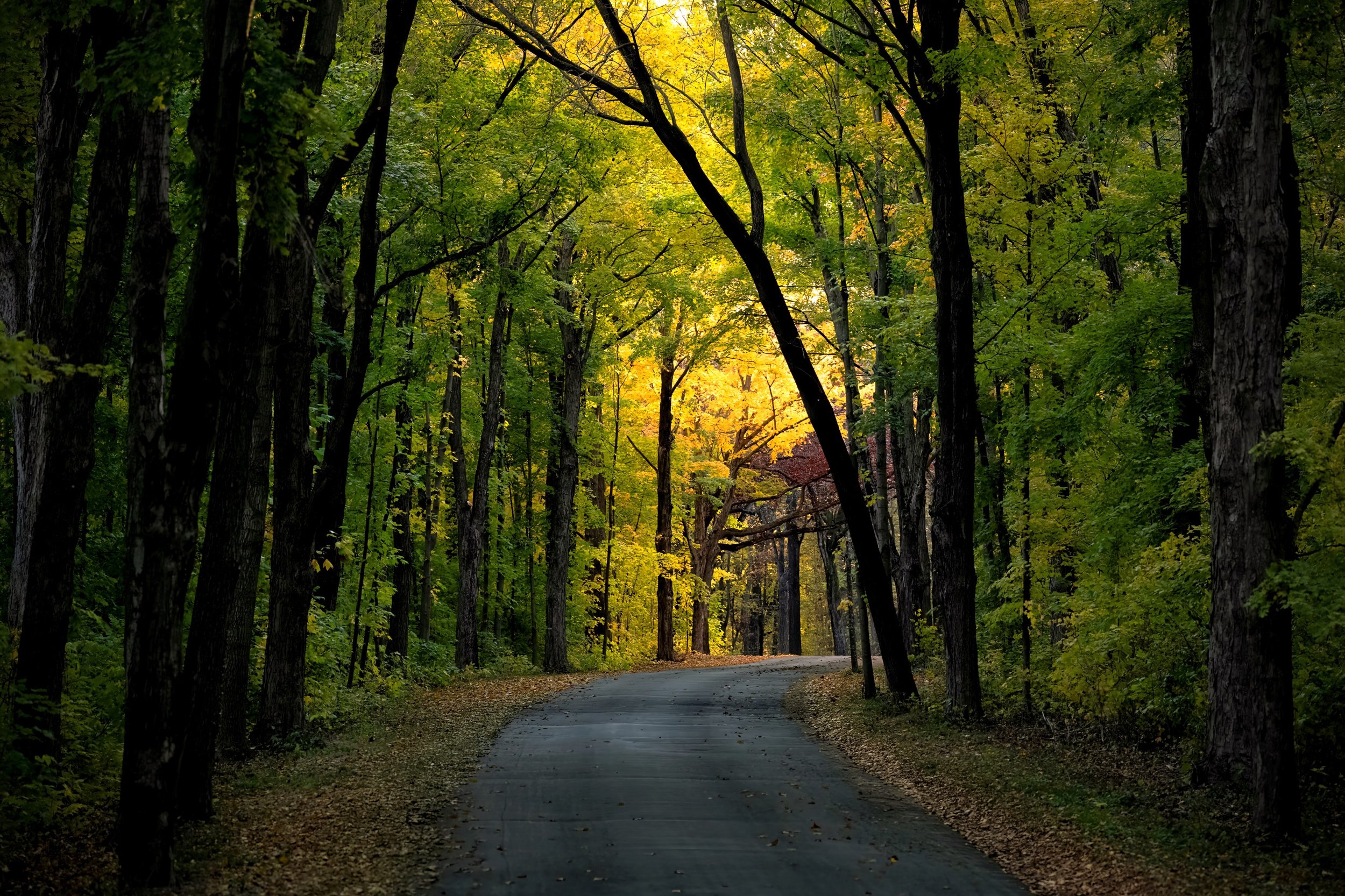 A winding forest road surrounded by tall trees with green and yellow leaves, with sunlight filtering through the foliage.