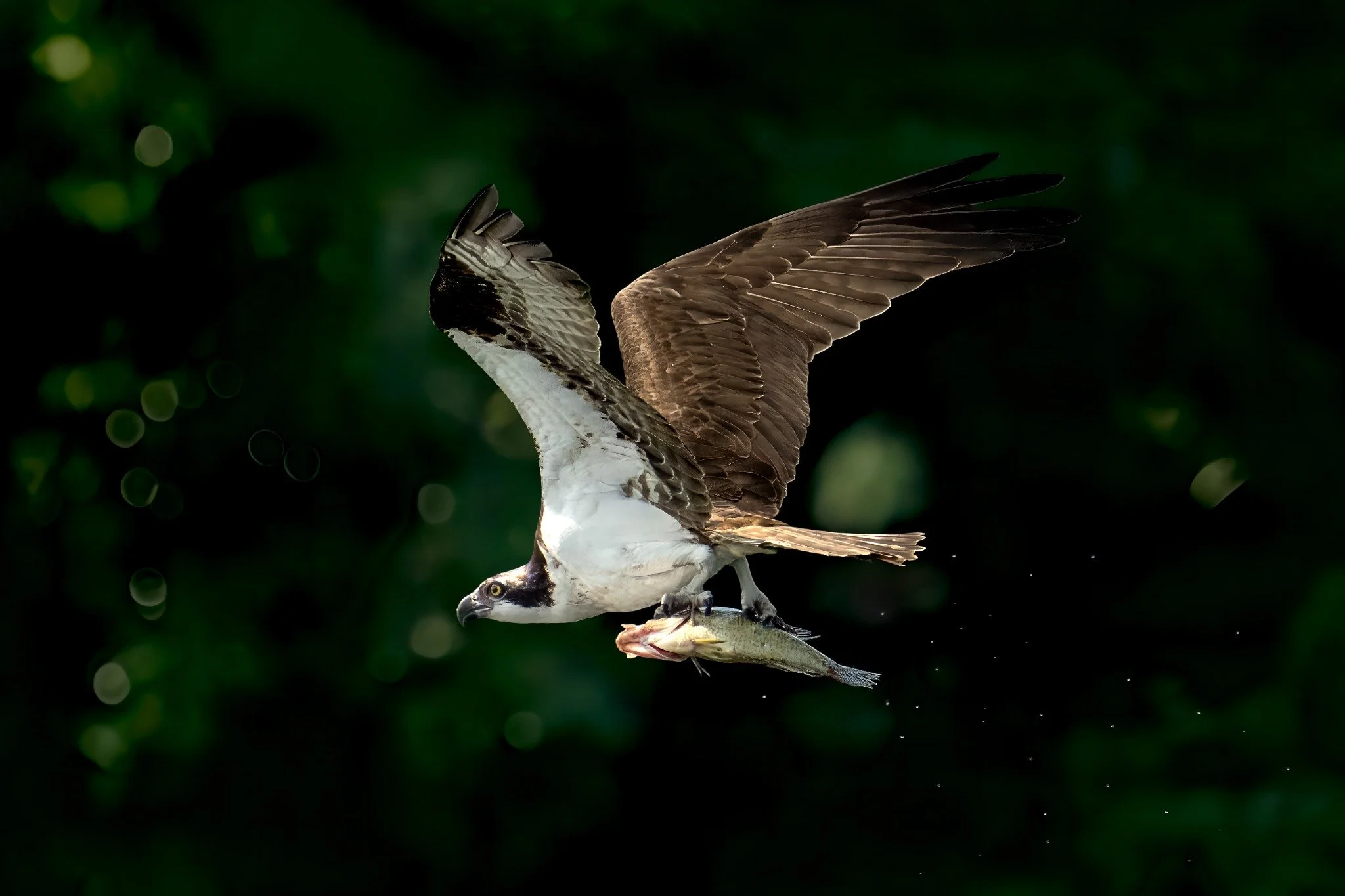 An osprey holding a fish in its talons with wings spread, set against a dark green, blurred background.
