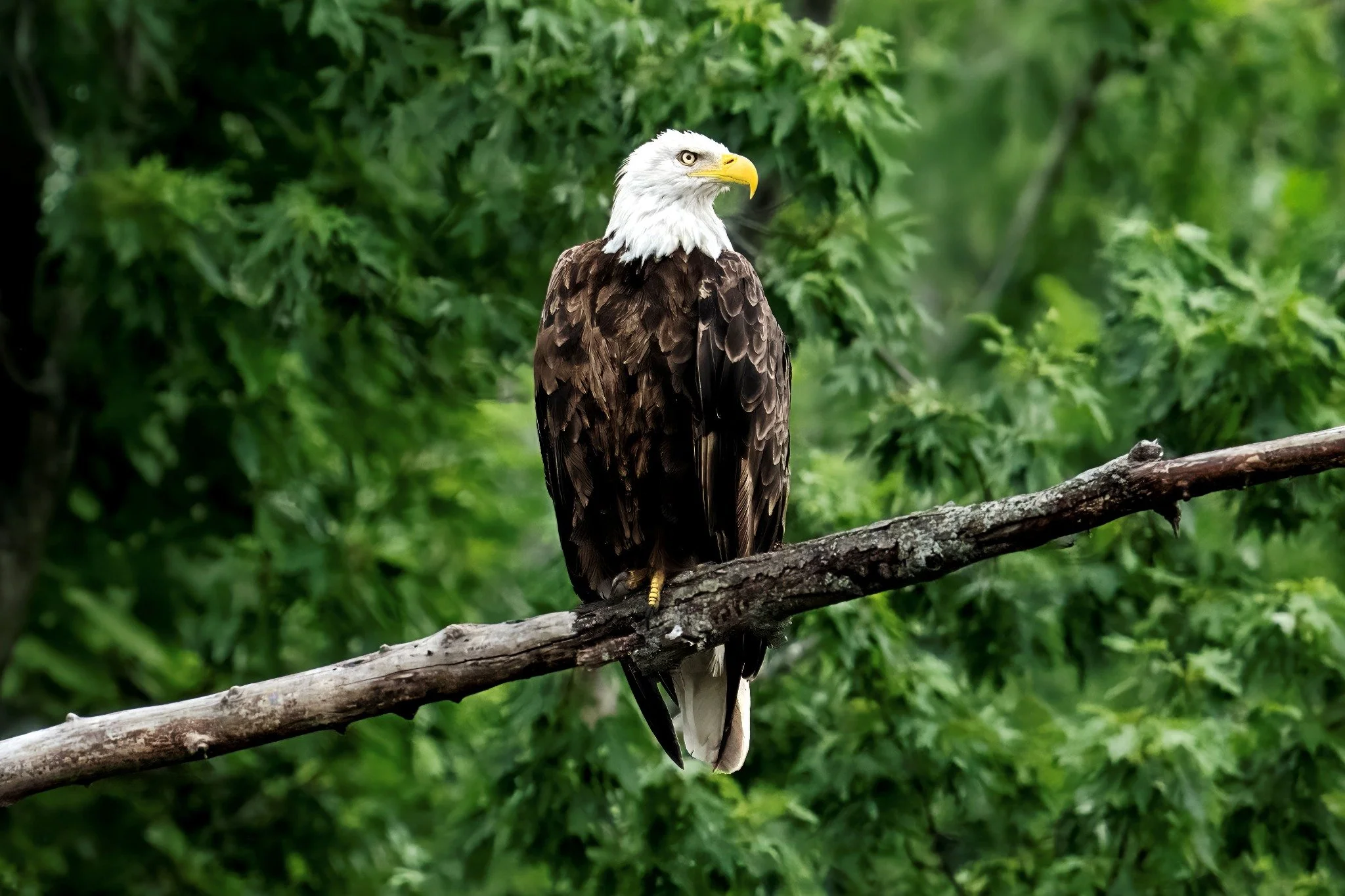 American bald eagle perched on a branch amidst green foliage.