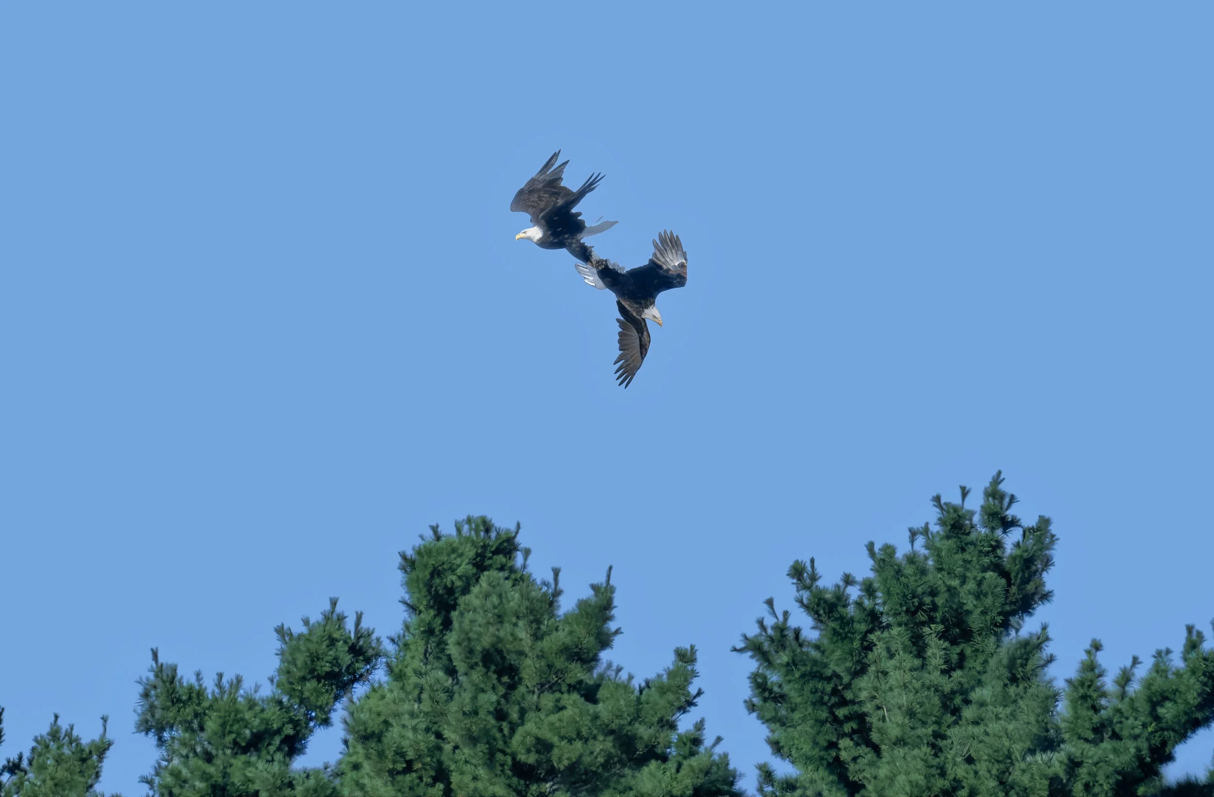 Two bald eagles in mid-air, flying over green trees against a clear blue sky.
