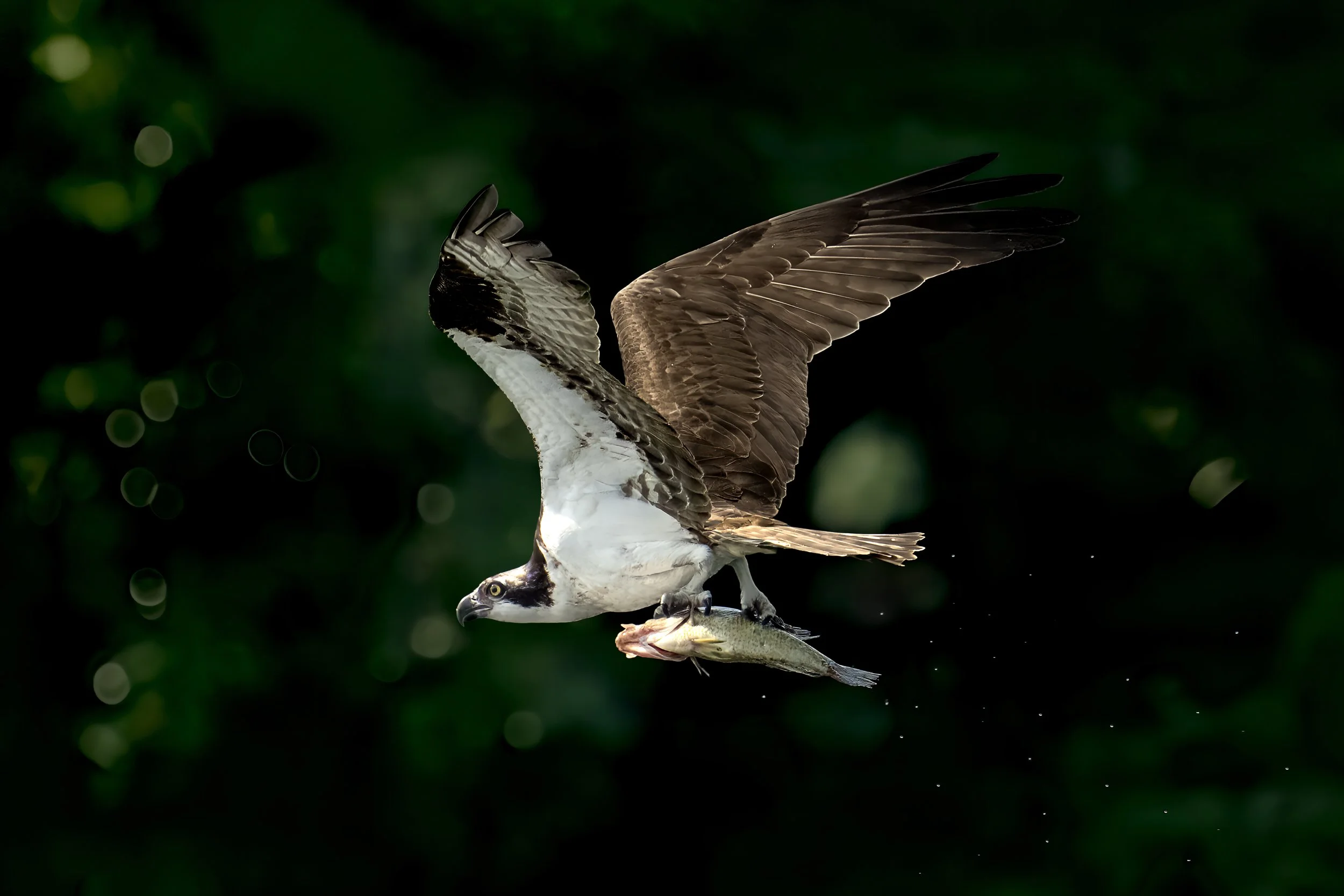 An osprey hunting fish on a branch, with dark green blurred background.