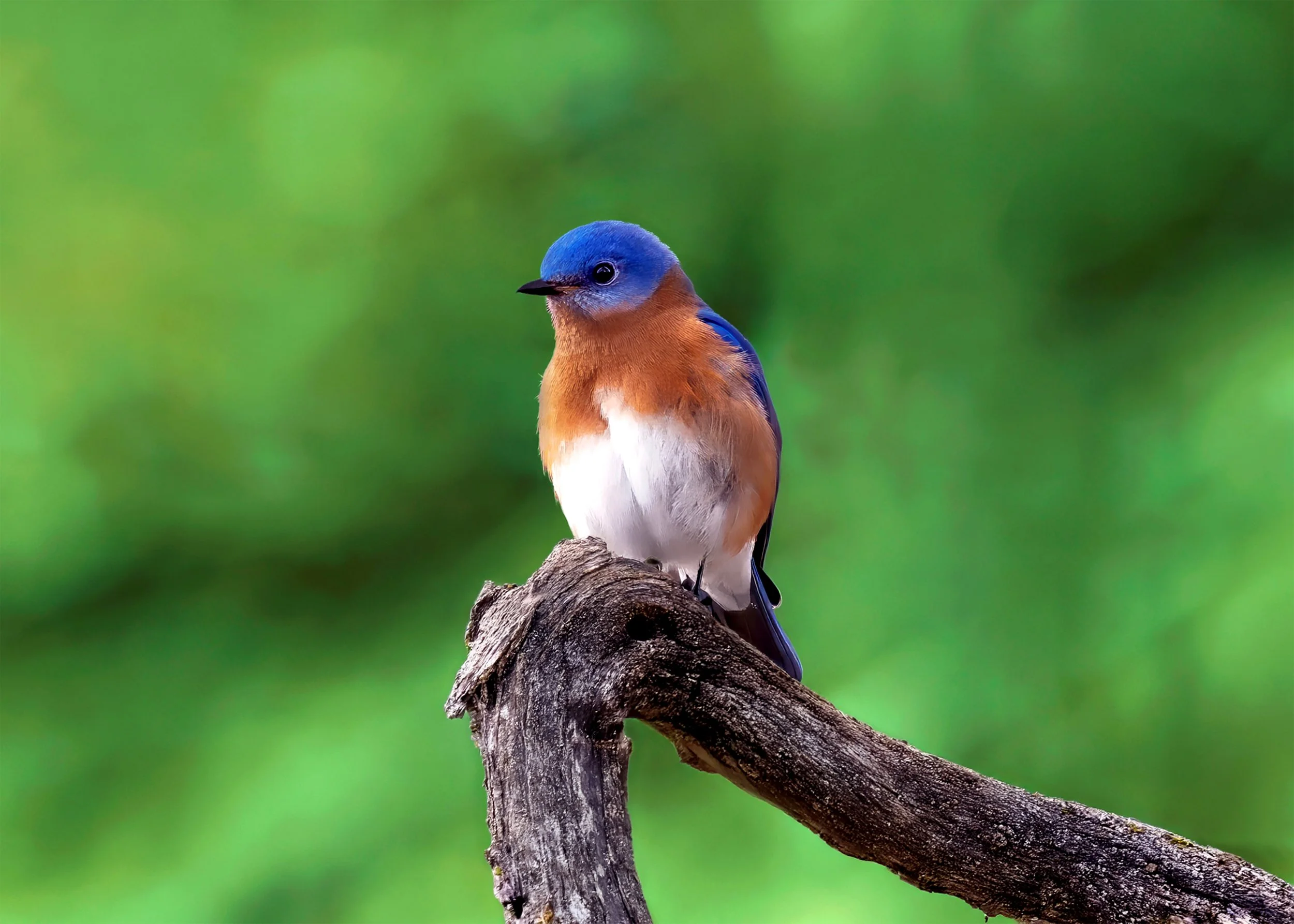 A colorful bird with blue head, orange chest, and white underside perched on a tree branch with a blurred green background.