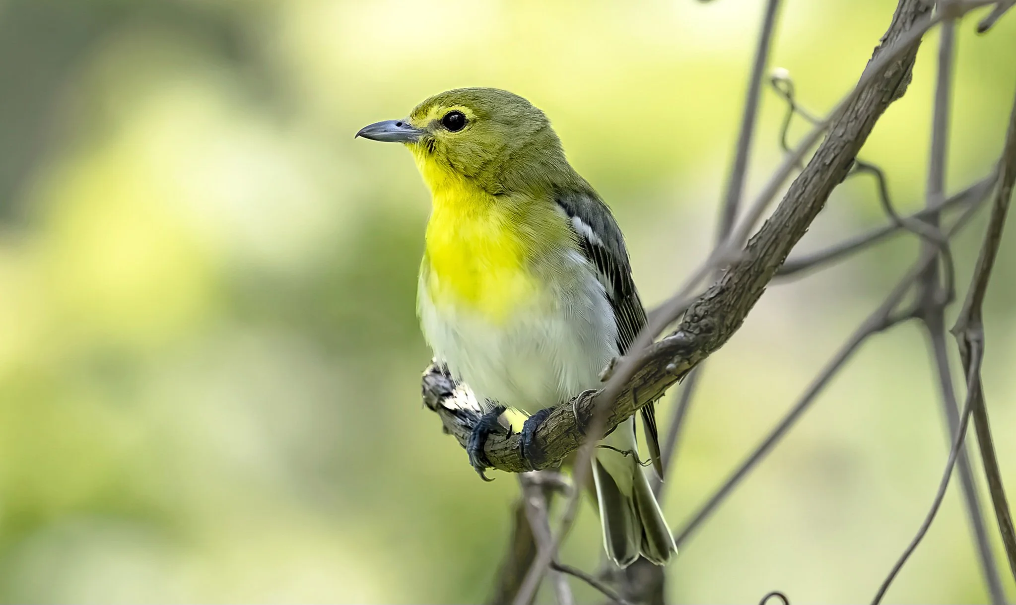 A small green and yellow bird perched on a thin branch against a blurred green and yellow background.