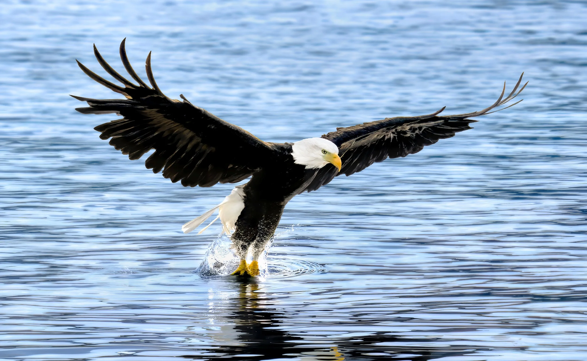 A bald eagle with its wings spread wide, landing on water, creating splashes.