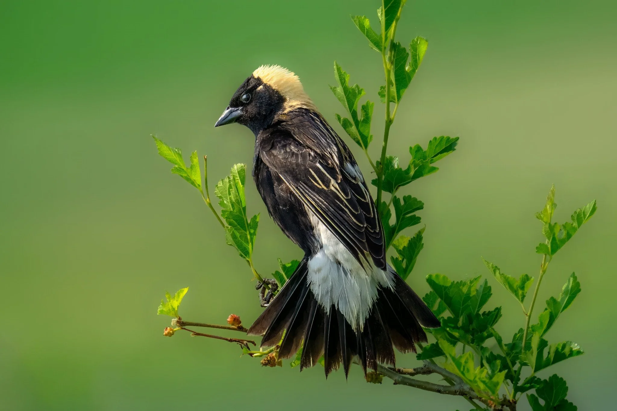 A bird with a black body, white belly, and a pale yellow crest perches on a leafy branch against a green background.