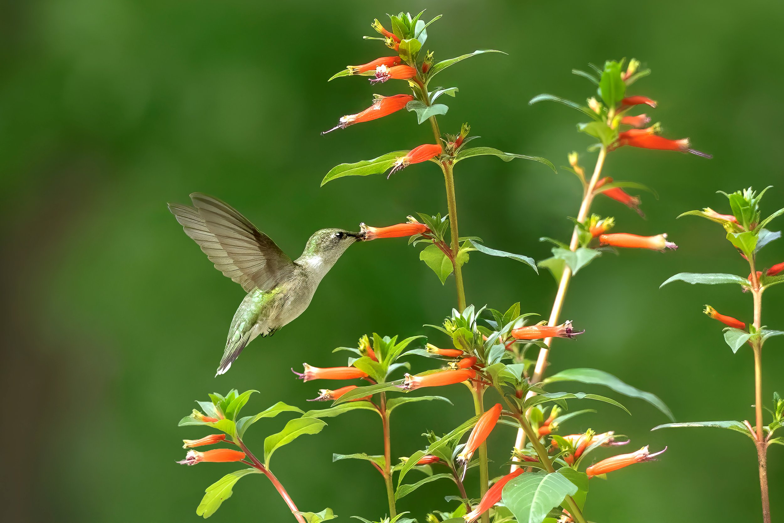 A hummingbird with gray and white feathers feeding from a tubular orange flower on a green plant with multiple blossoms, against a blurred green background.