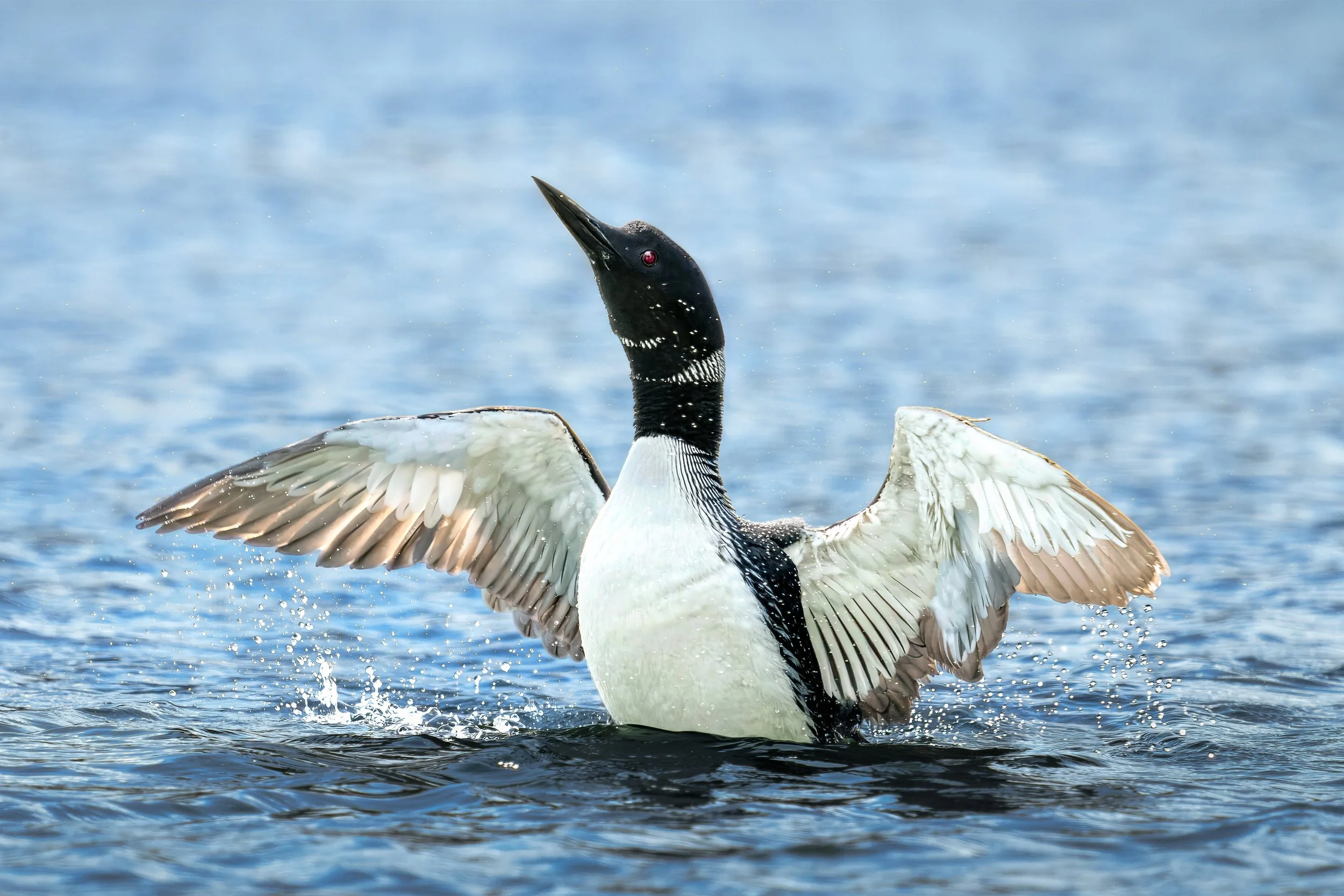 A black and white bird with red eyes and a long beak, wings spread, emerging from the water with droplets splashing around.