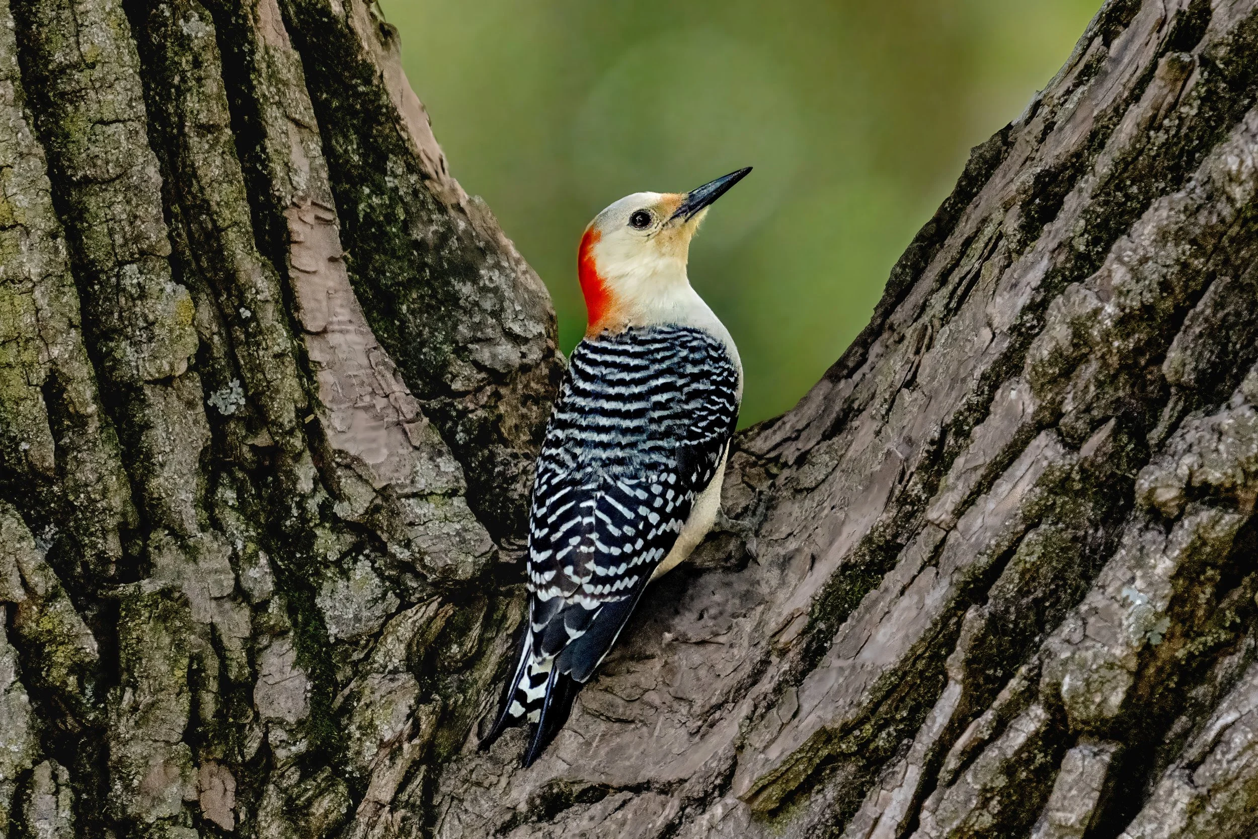 A woodpecker with black and white barred feathers, a white face, and a red patch on the back of its head, clinging to the bark of a tree.
