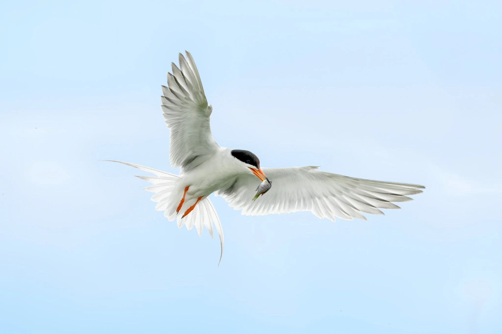 A white bird flying in the sky with its wings spread wide, holding a small fish in its beak.