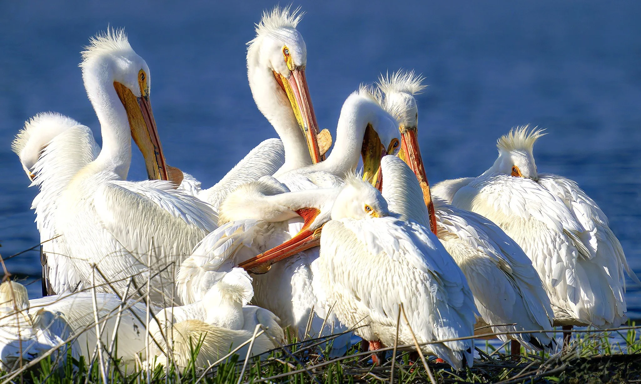 A group of white pelicans gathered on a nest near water, with some feeding or preening.