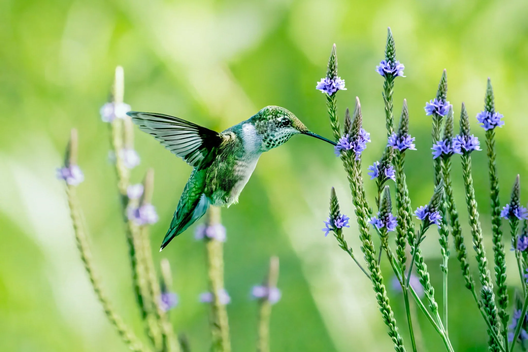 A hummingbird with green and white feathers drinking nectar from purple flowers on a green background.