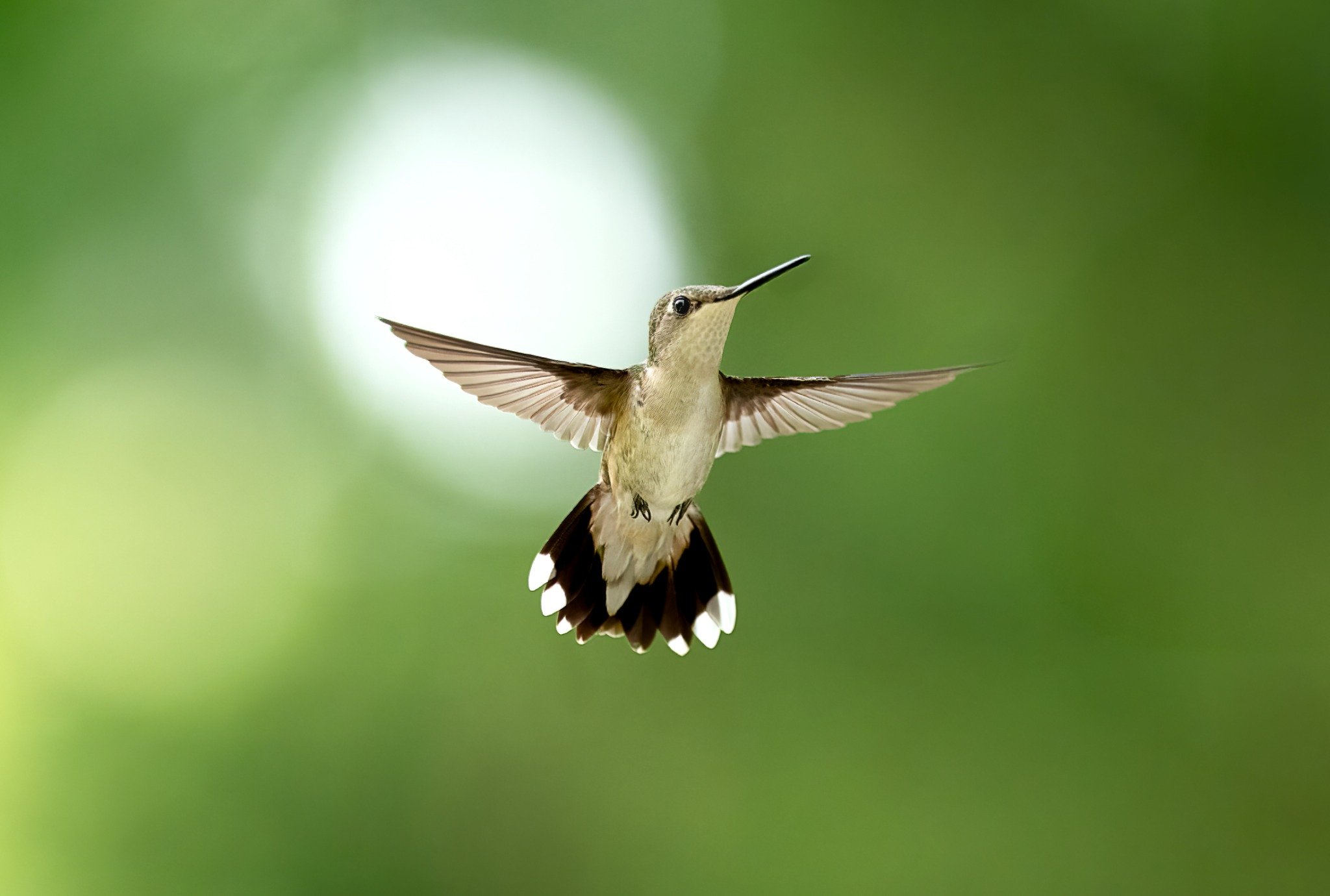 A hummingbird in flight against a green blurred background.