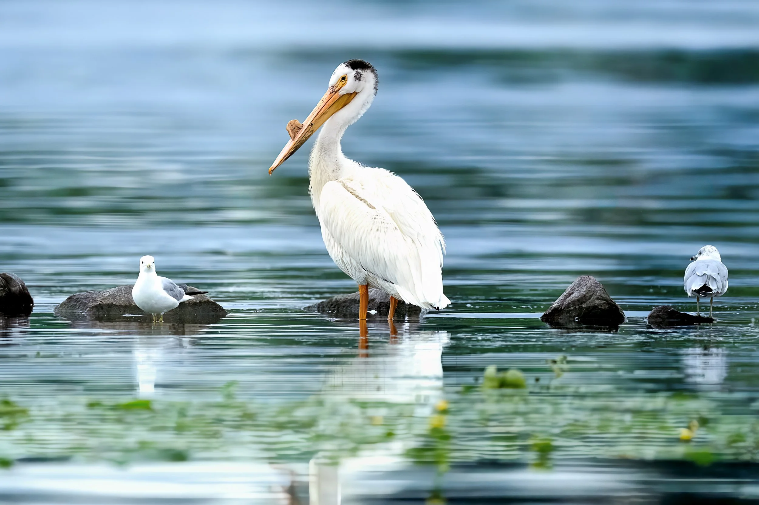 A pelican standing on rocks in the water with two smaller seagulls nearby, against a blurred background of water and sky.