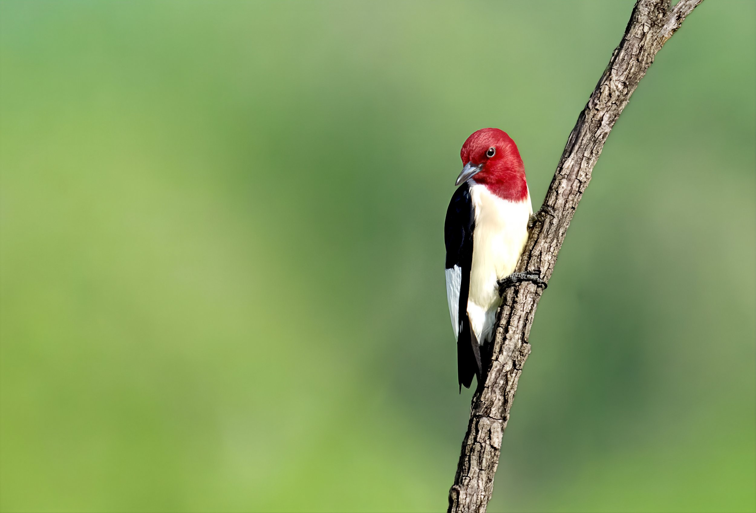 A red-headed woodpecker perched on a tree branch against a blurred green background.