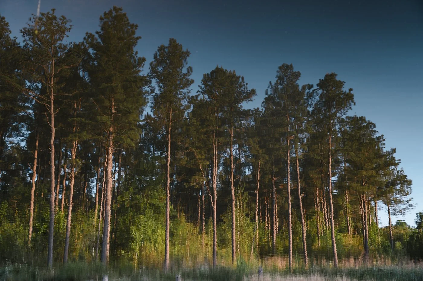 Reflection of trees in ripples on water
