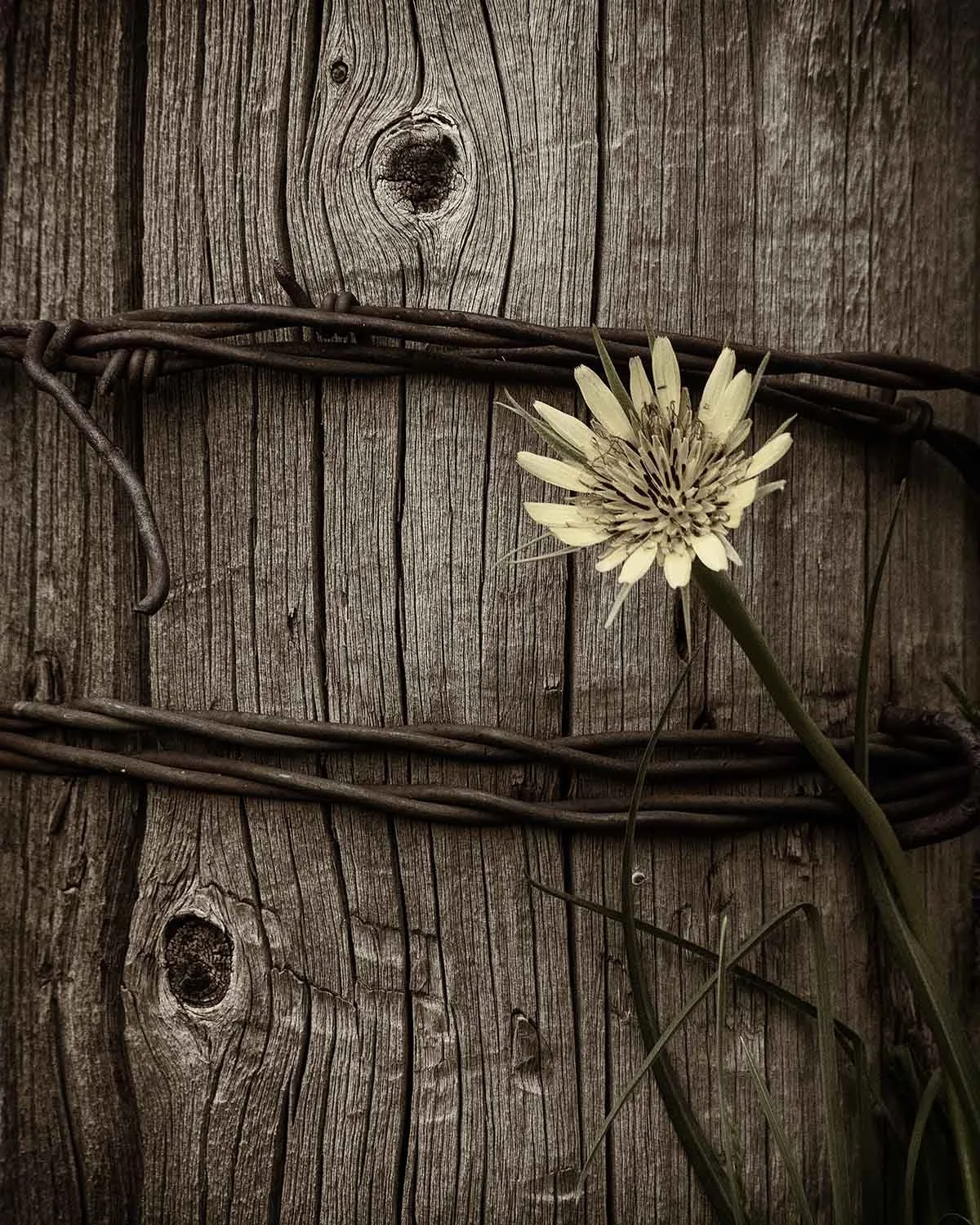 Flower and Wire Fine Art Print