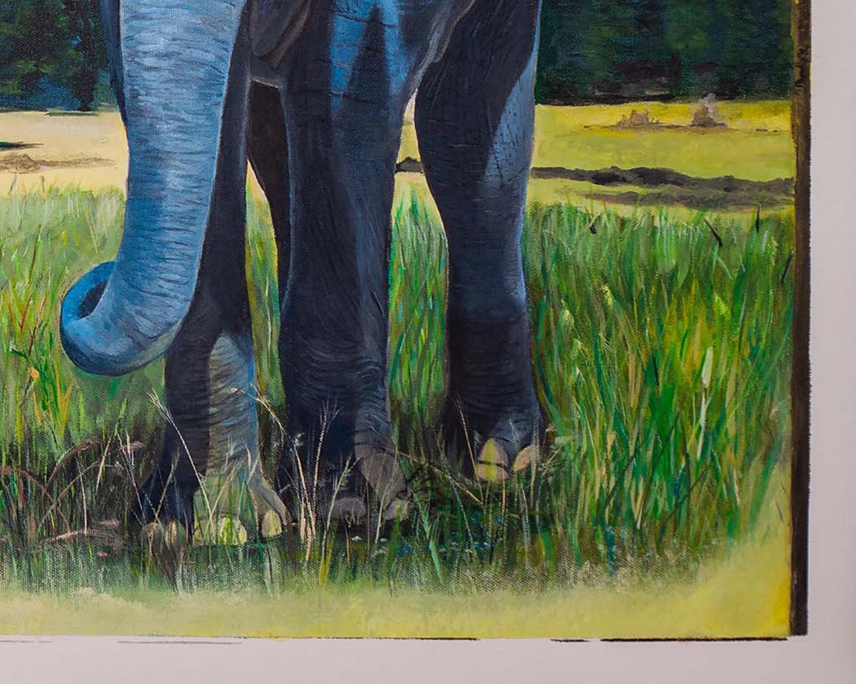 elephant in beaver meadows grass.jpg