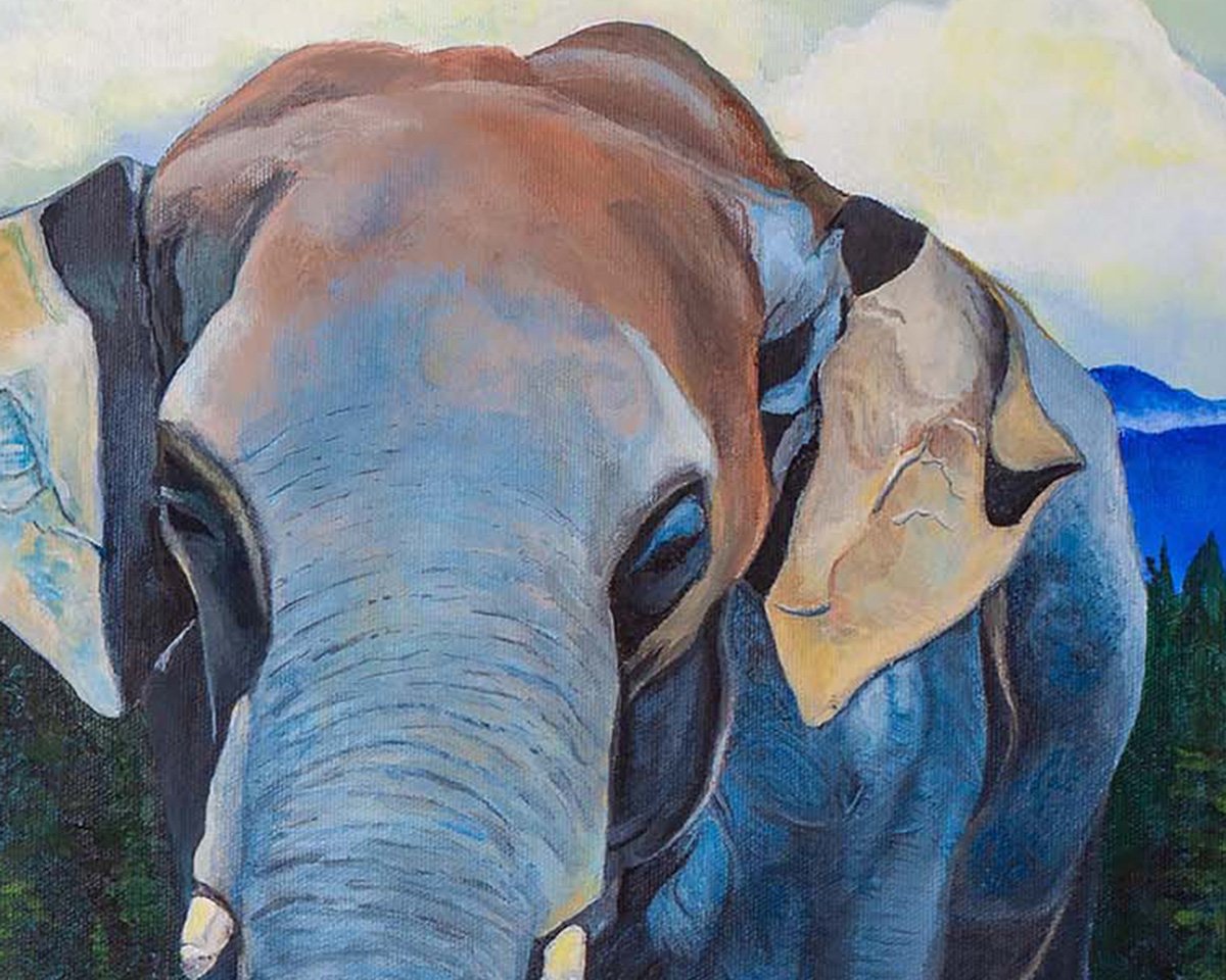 elephant in beaver meadows head.jpg