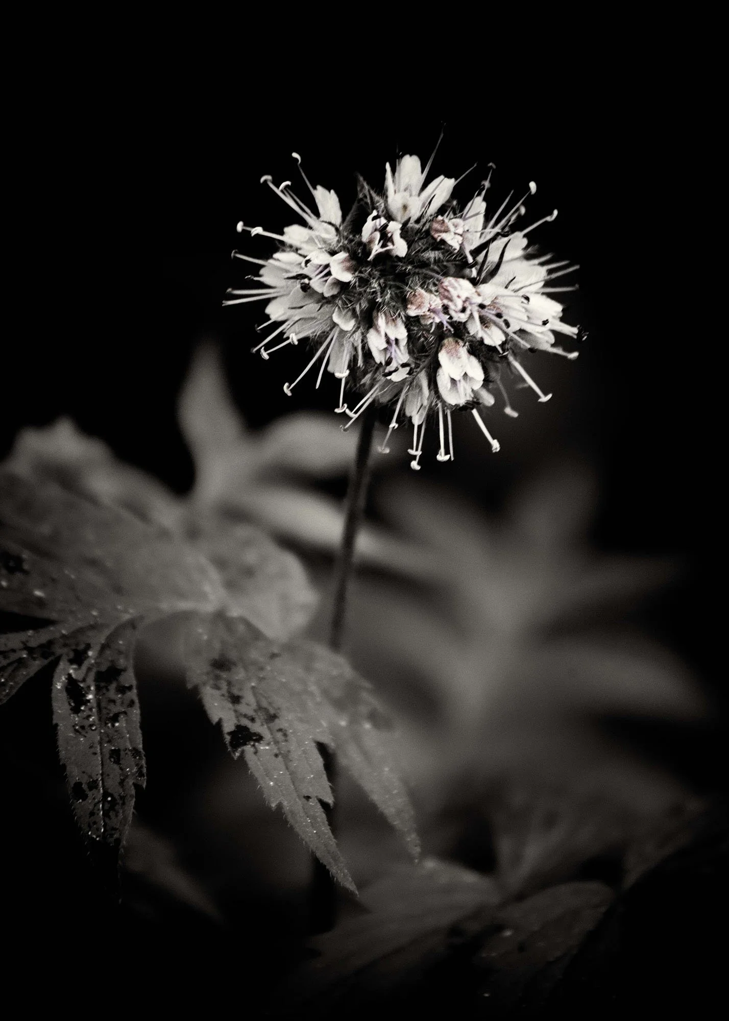 Held in Shadow Fine Art Print