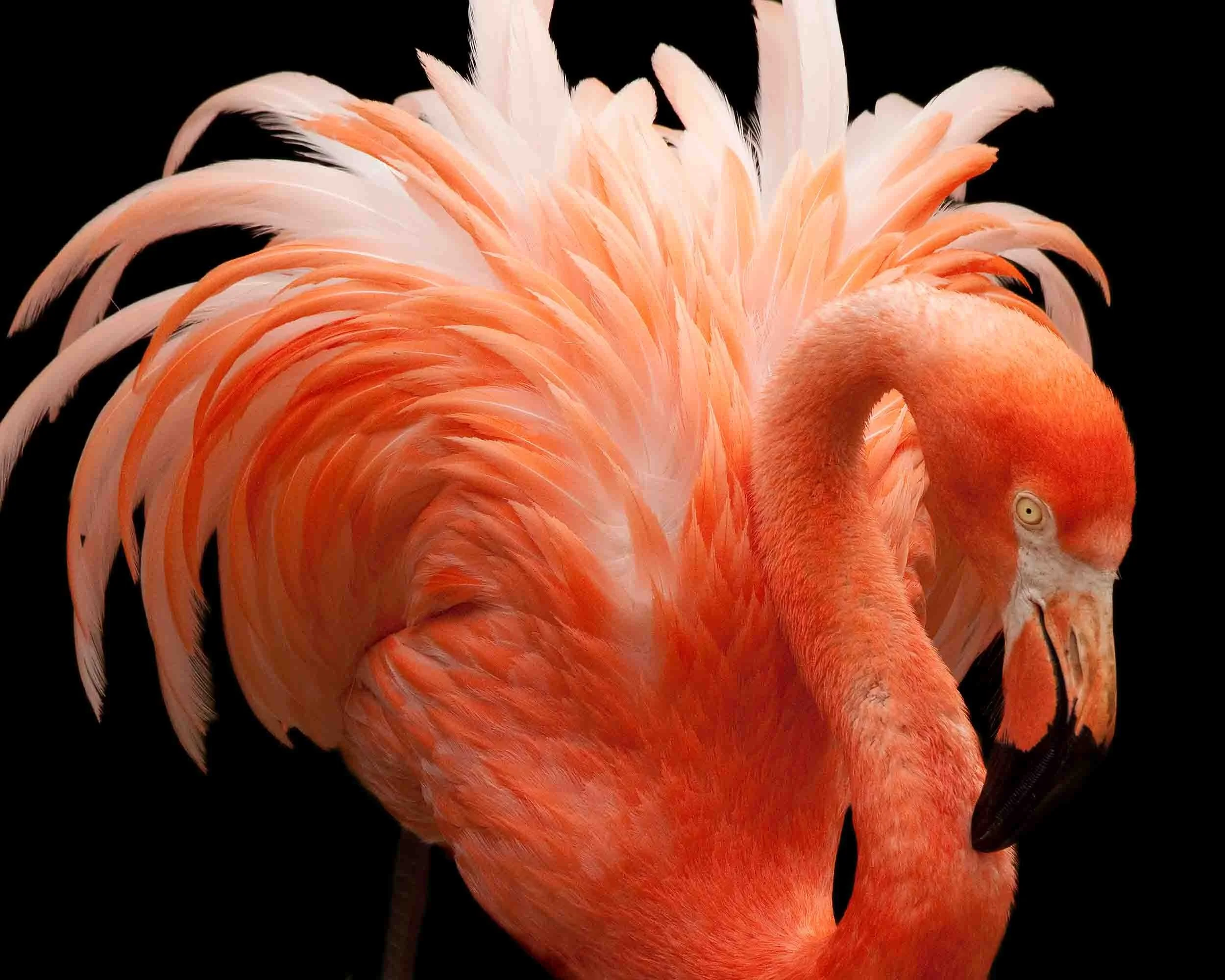 A Bit Over the Top, Don't You Think? Fine Art Print