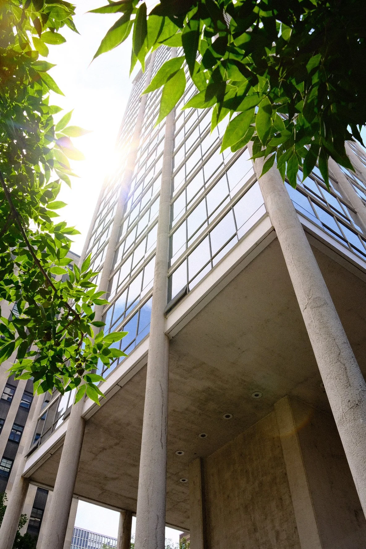 Looking up at a modern building in Gold Coast with large glass windows, supported by white concrete columns, with green tree leaves in the foreground and bright sunlight shining from the upper left side.