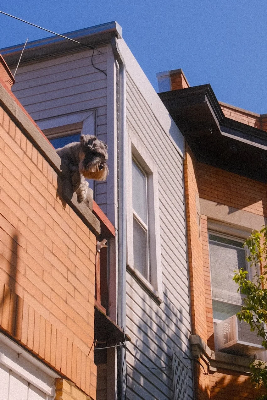 Dog peeking out from a second-floor window of a house with a brick and siding facade, under a clear blue sky.