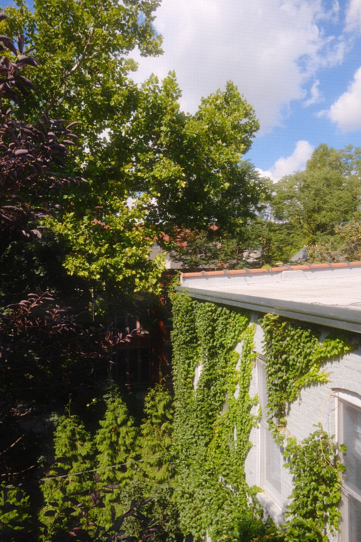 A garden scene with a white house covered in green ivy, surrounded by trees with dense foliage, under a partly cloudy blue sky. Wicker Park apartment. Chicago.
