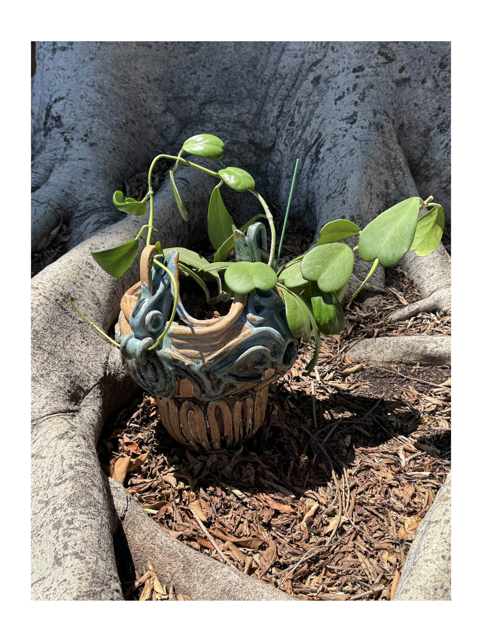 Heartbeat - In the wild - Long Beach high fire clay blend, Hoya kerrii