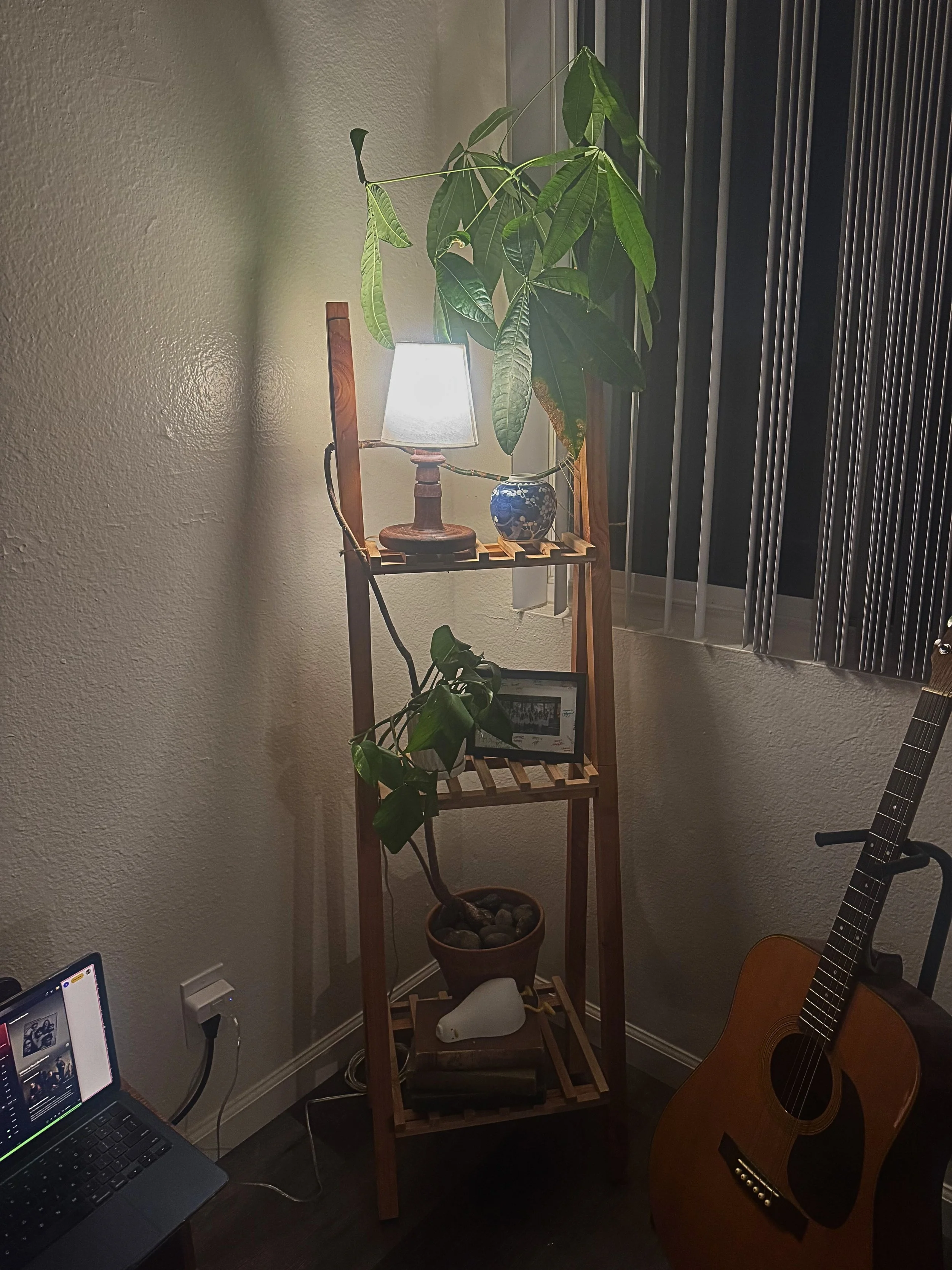 Plant stand - Night - Douglas fir 2x4, Epipremnum aureum, Pachira aquatica, 