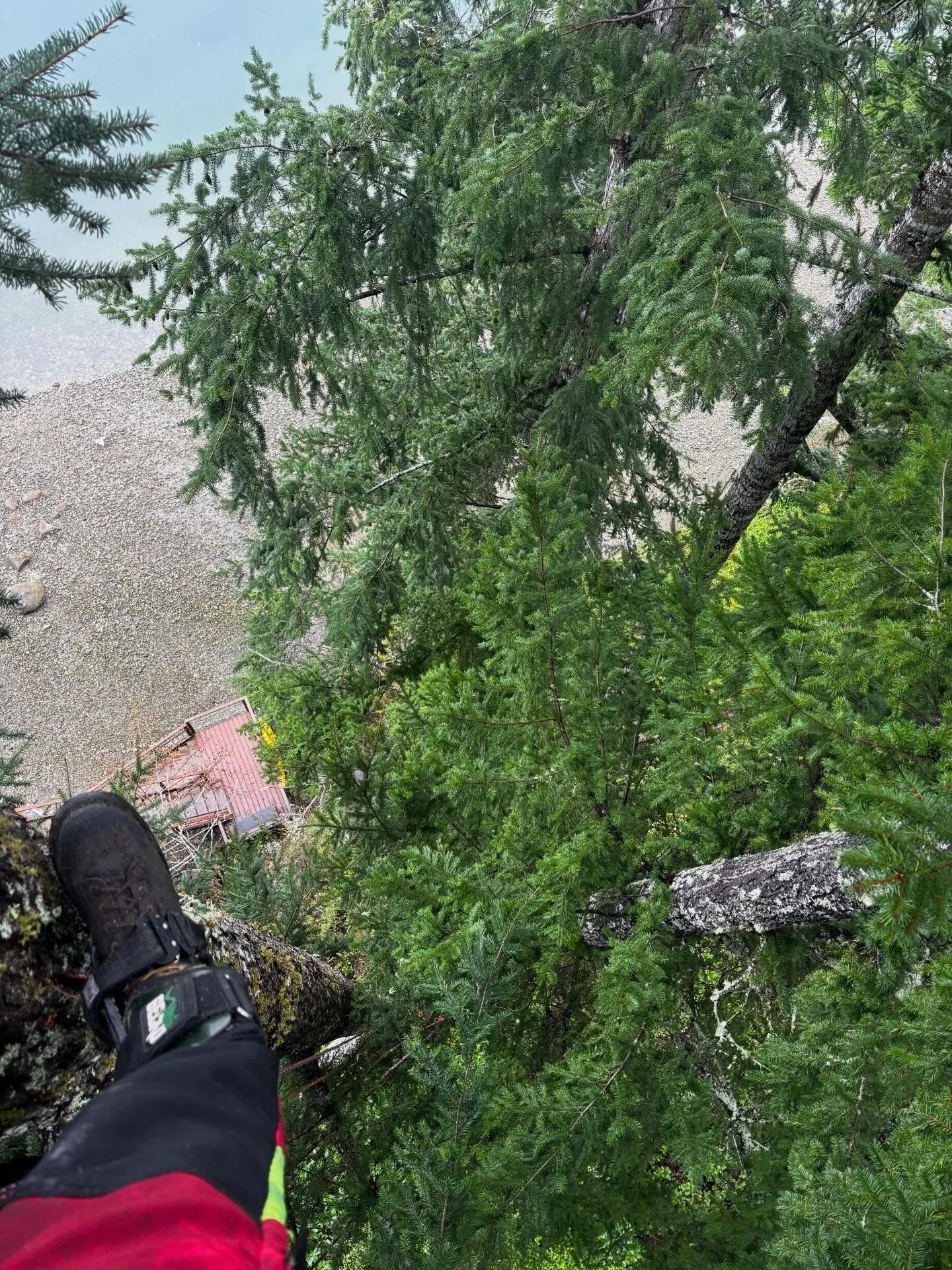 Hazard Tree Assessment & Mitigation
