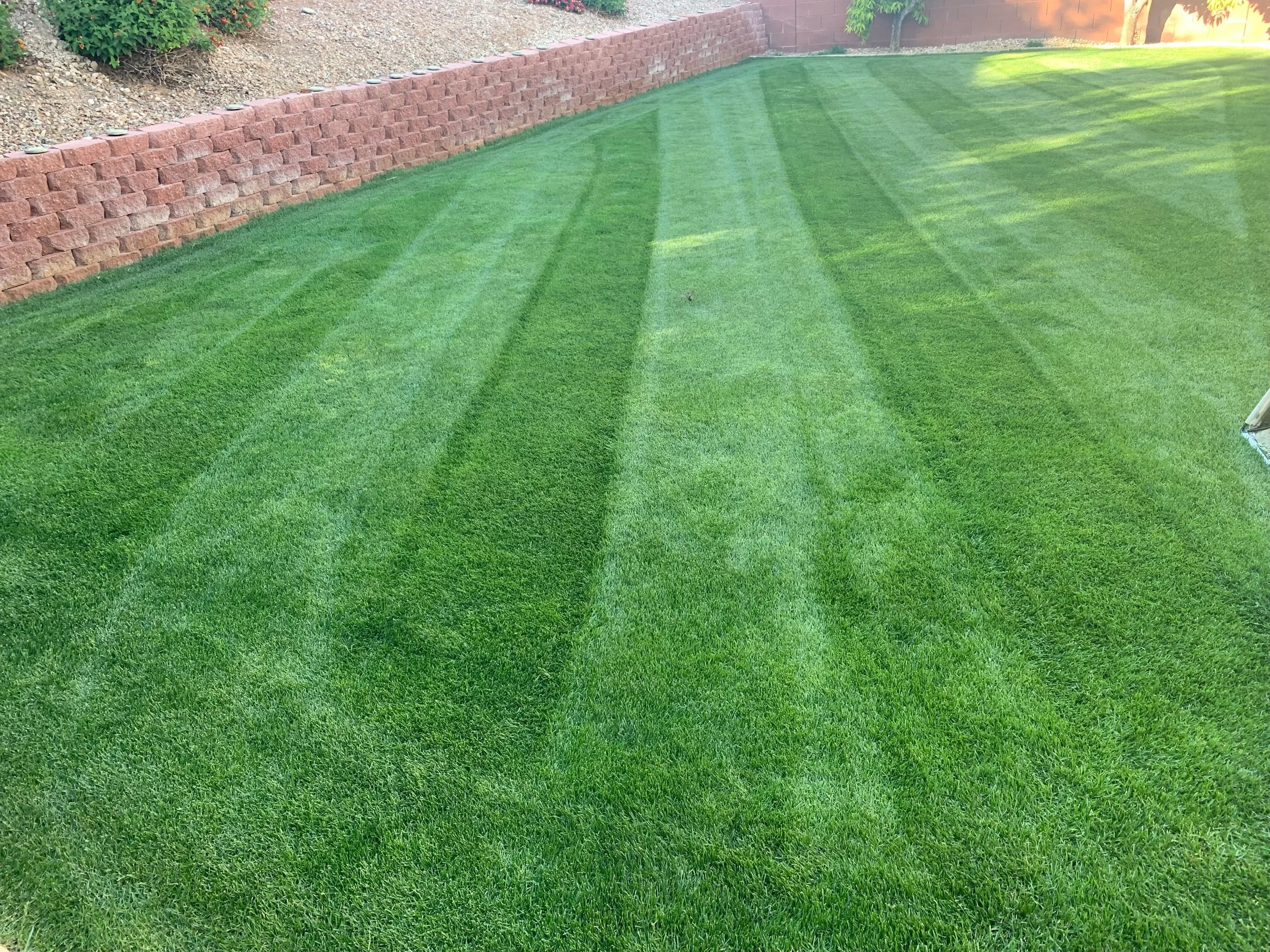Backyard with a freshly mowed lawn and distinct stripes, bordered by a brick retaining wall and landscaped area with bushes and trees.