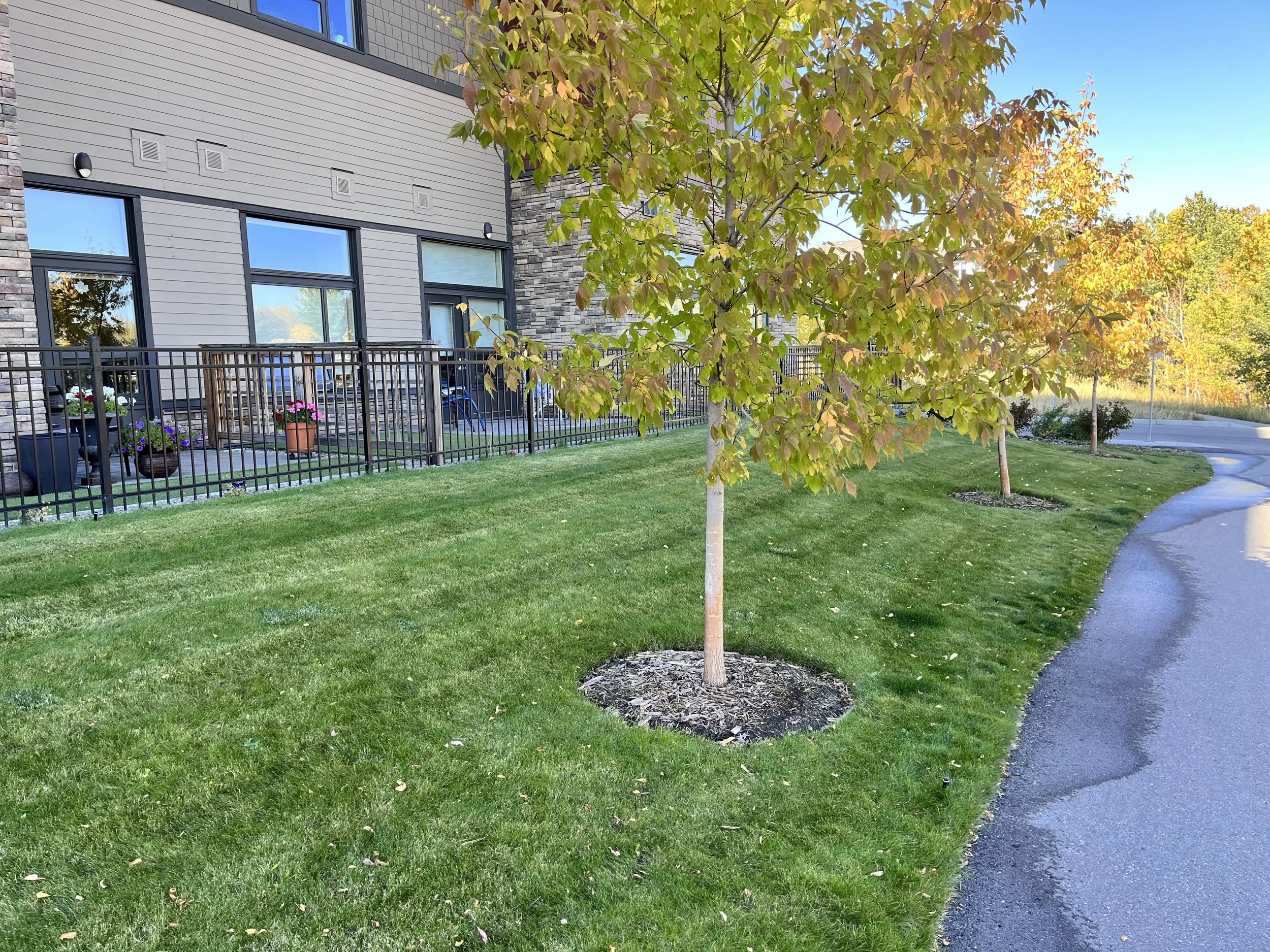 A small tree with green and yellow leaves in a landscaped area with a sidewalk, grass, and a modern multi-story building in the background.