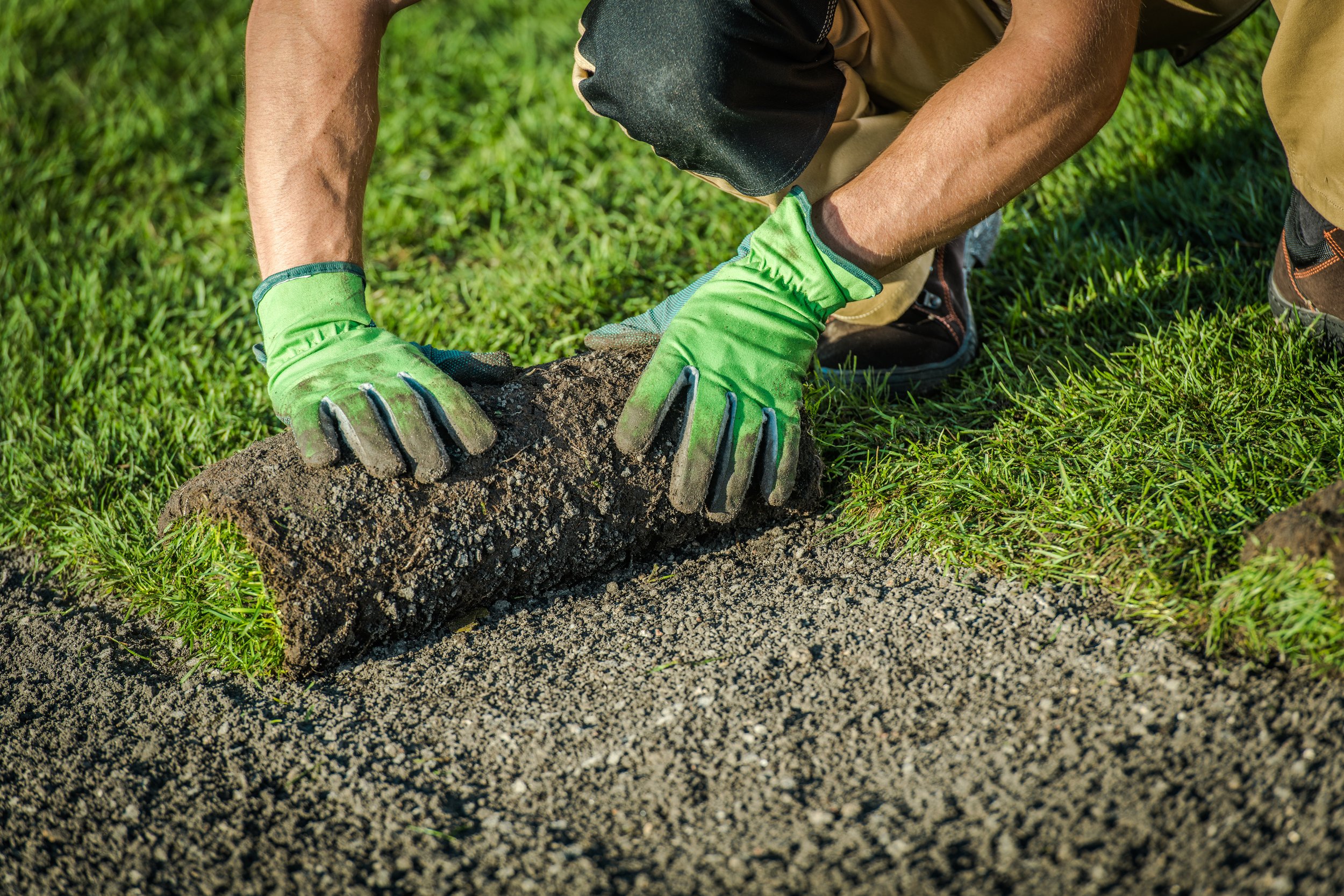 Person wearing green gloves planting a small tree or shrub into the ground on a sunny day.