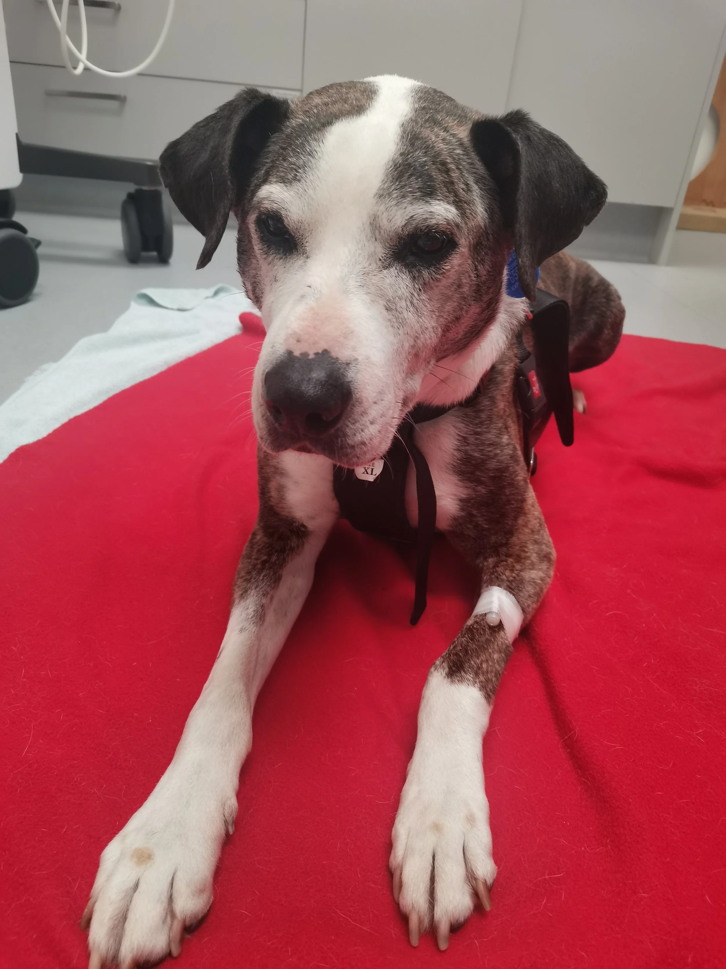 A brindle and white dog with a bandage on one leg, lying on a bright red blanket in a clinical setting.