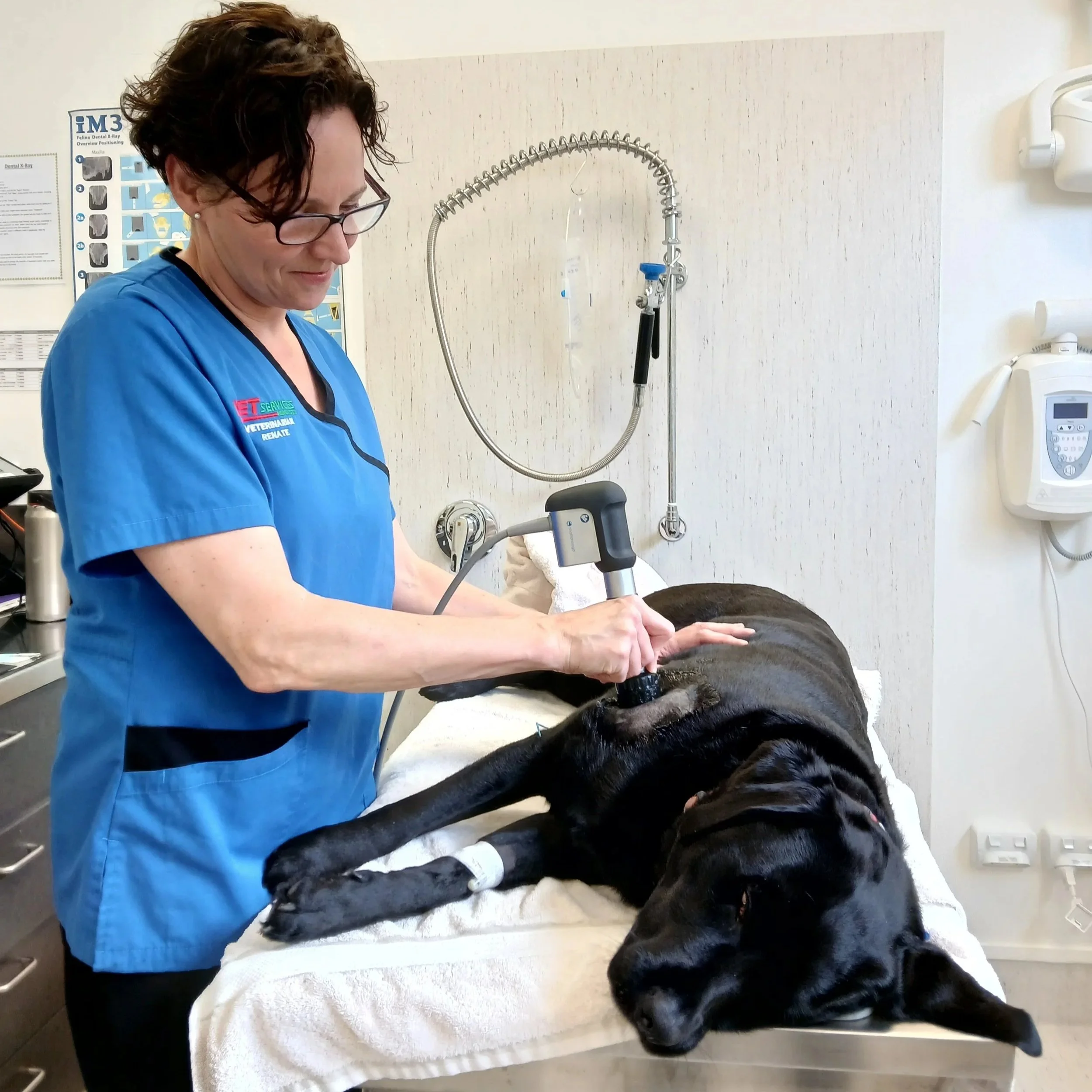 A veterinarian wearing blue scrubs and glasses is examining a large black dog lying on an examination table in a veterinary clinic. The veterinarian is holding an ultrasonic probe against the dog's abdomen. The background shows medical posters and equipment.