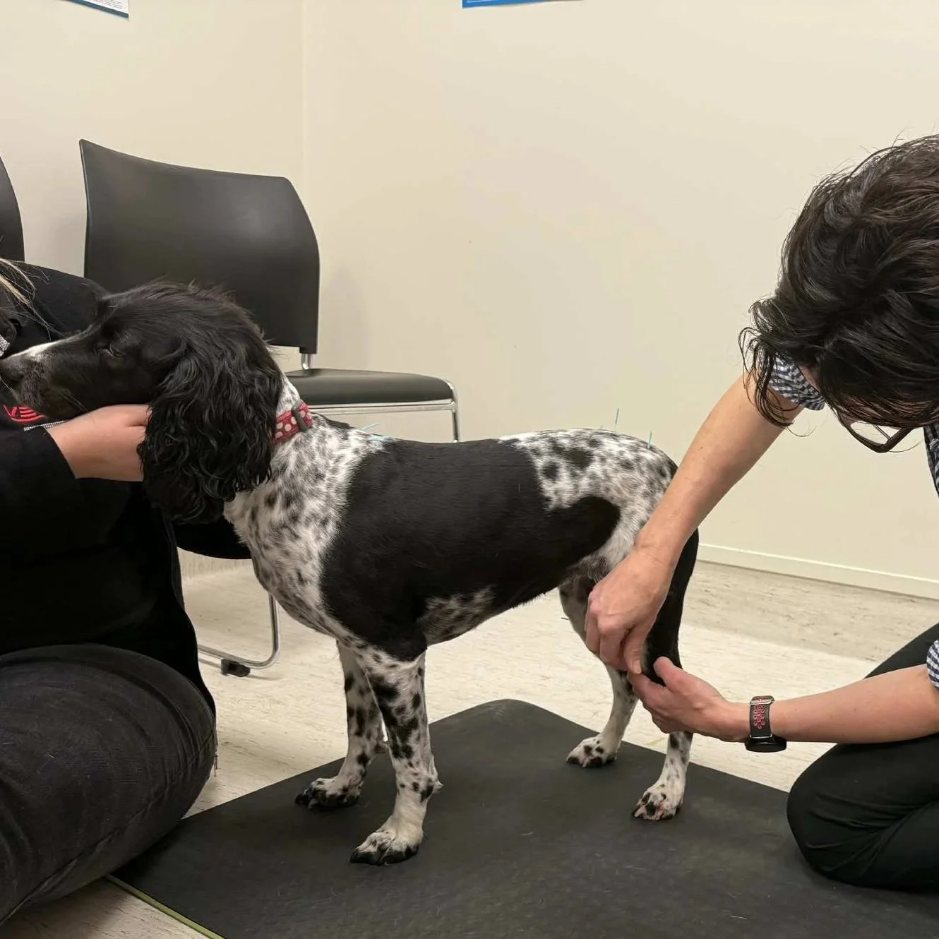 A black and white dog with long ears standing on a black platform, being examined by a woman stretching her arm beneath the dog's tail while another person is holding the dog's head.