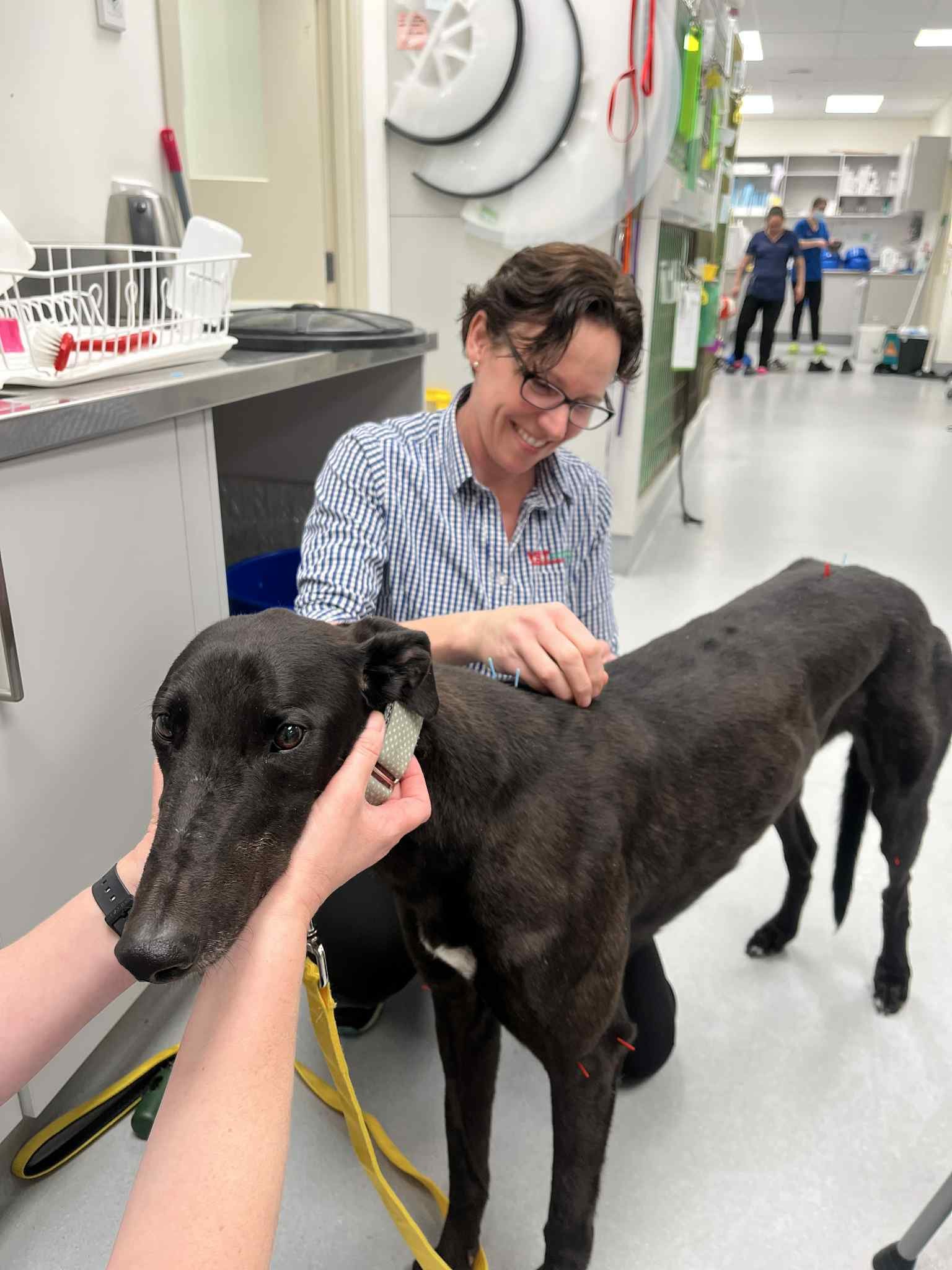 A woman with glasses and a checkered shirt pets a large black dog in a veterinary clinic, with two nurses in scrubs in the background.