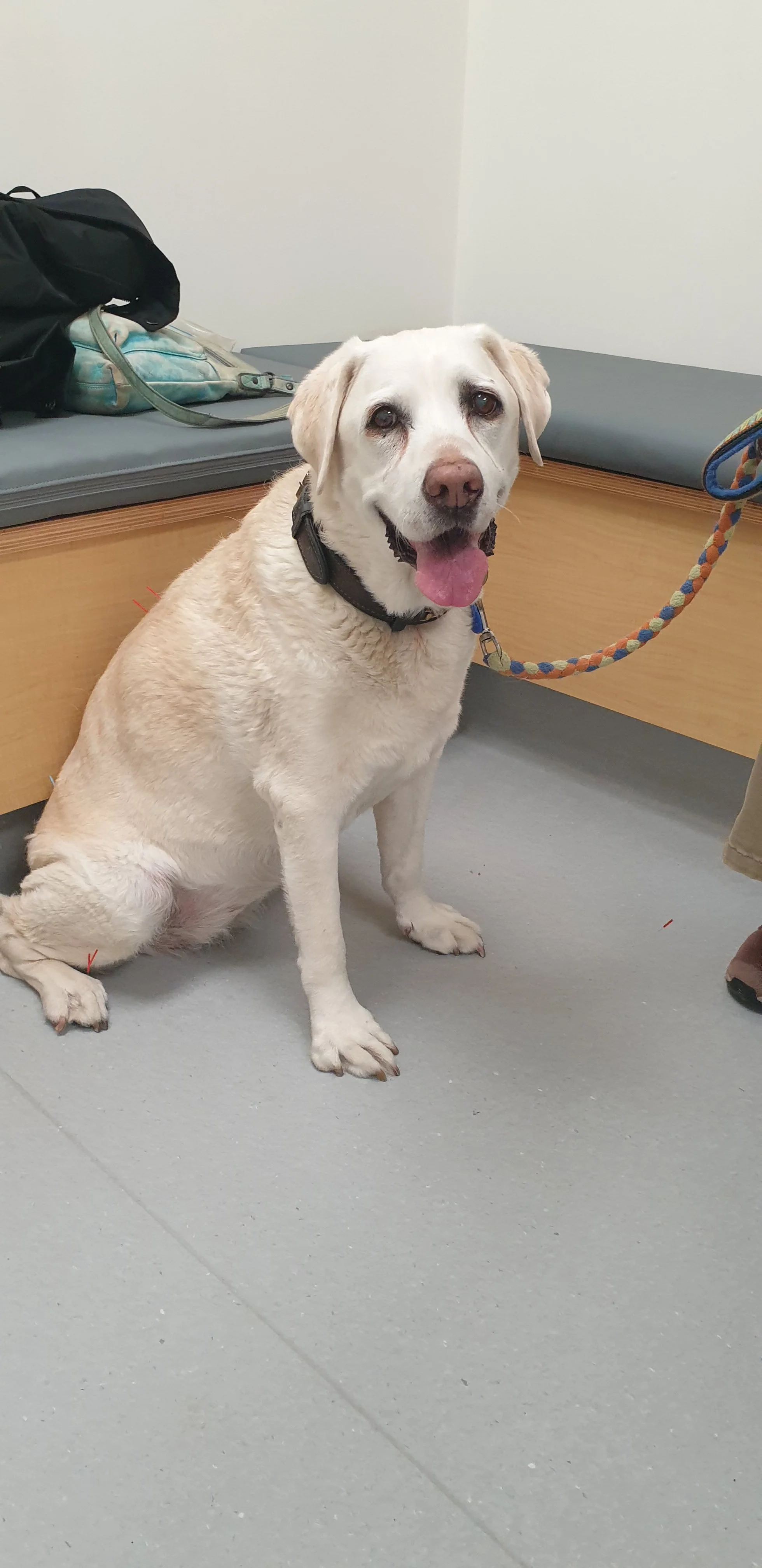 A happy yellow Labrador Retriever sitting on a gray floor inside a room, with a black leash attached to its collar, and a bench with bags and belongings in the background.