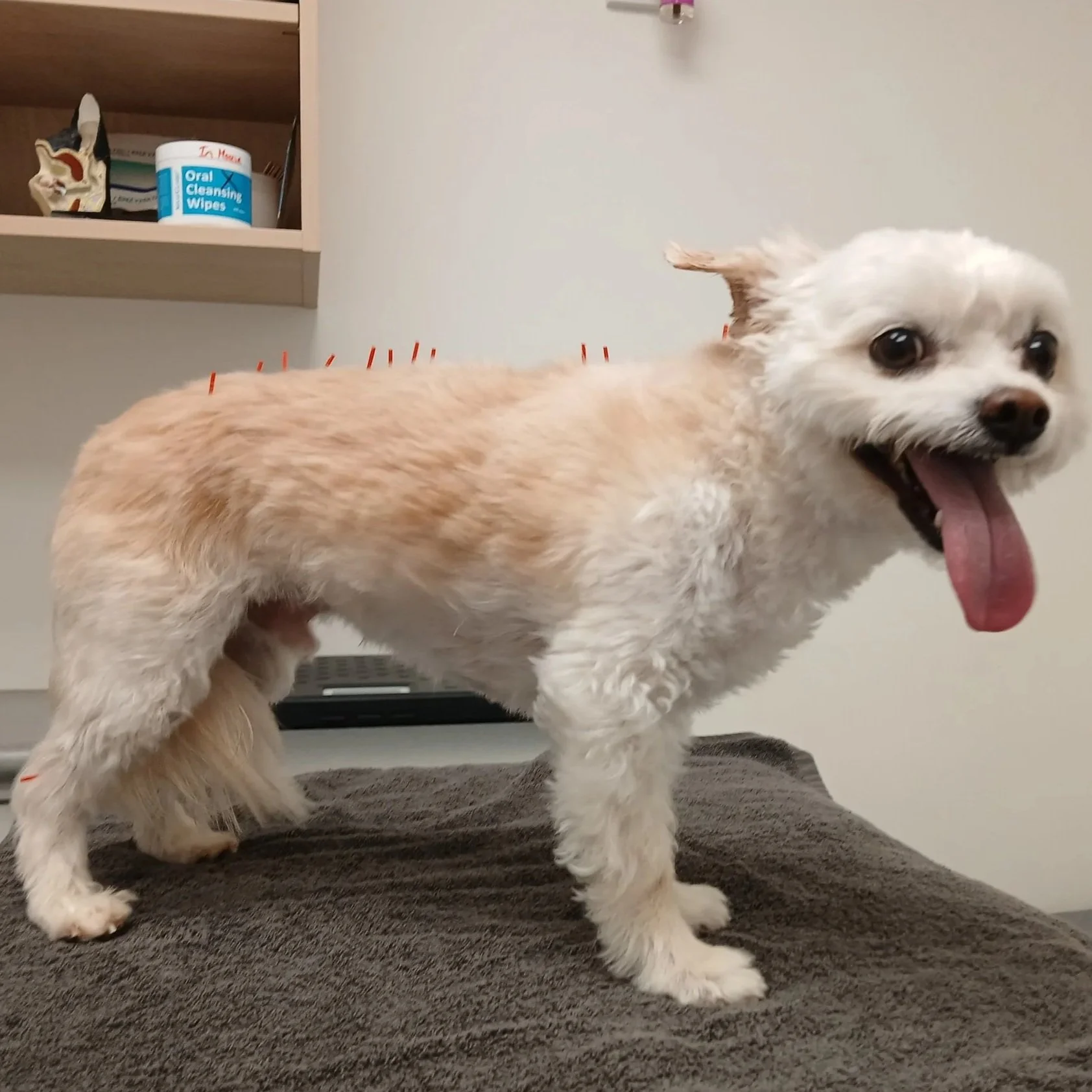 A small dog with white and tan fur, standing on an examination table having acupuncture therapy with The Rehab Vet,  its tongue is out and they have a happy expression.