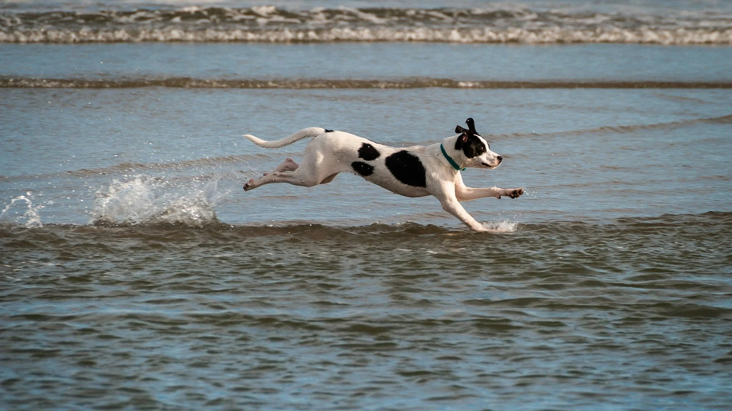 A black and white dog running through shallow ocean water, splashing as it moves.