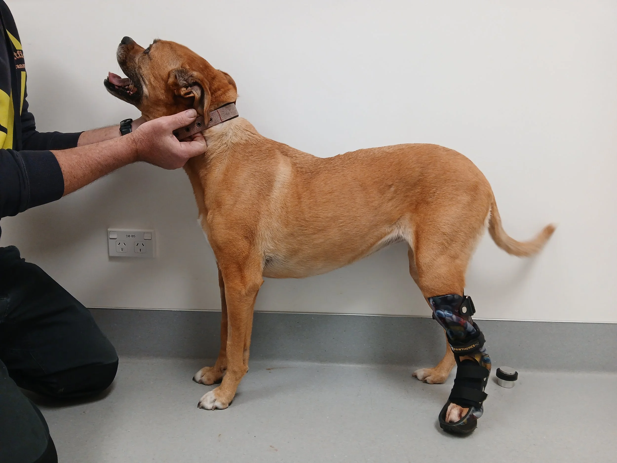 A large brown dog with a black nose and floppy ears stands indoors against a plain white wall. A person is holding the dog’s collar with one hand, and another person is adjusting a black medical boot or brace on the dog’s right hind leg. The dog's mo